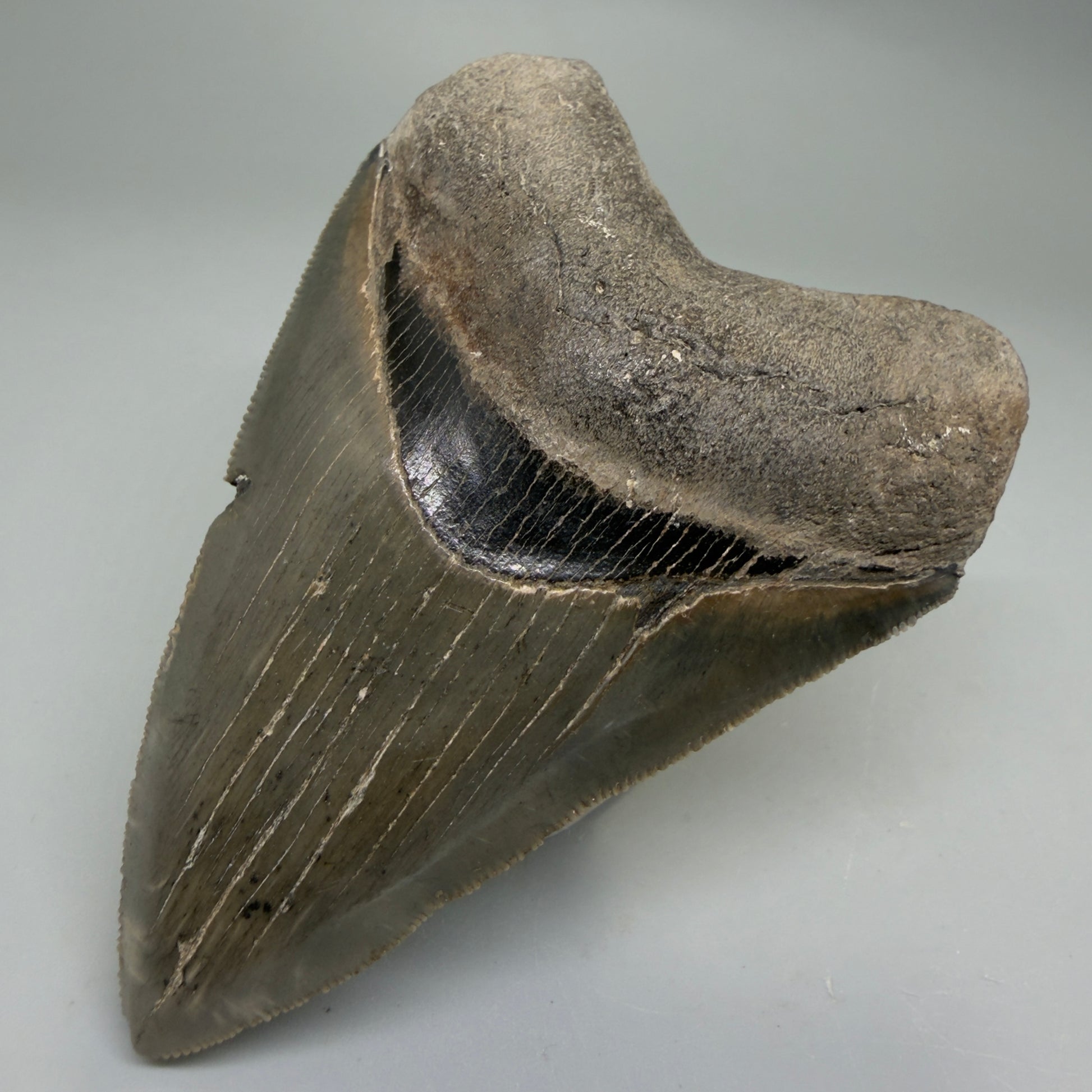 Front Right View Colorful, sharply serrated 3.75" Fossil Megalodon Tooth from South Carolina CM6328