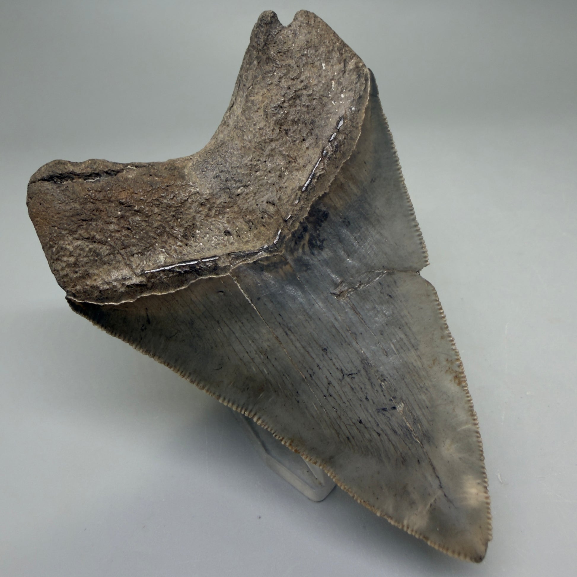 Back Left View Colorful, sharply serrated 3.75" Fossil Megalodon Tooth from South Carolina CM6328