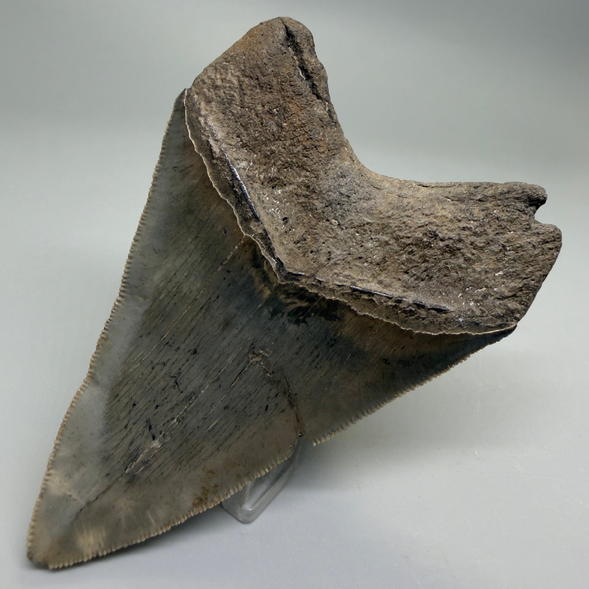 Back Right View Colorful, sharply serrated 3.75" Fossil Megalodon Tooth from South Carolina CM6328