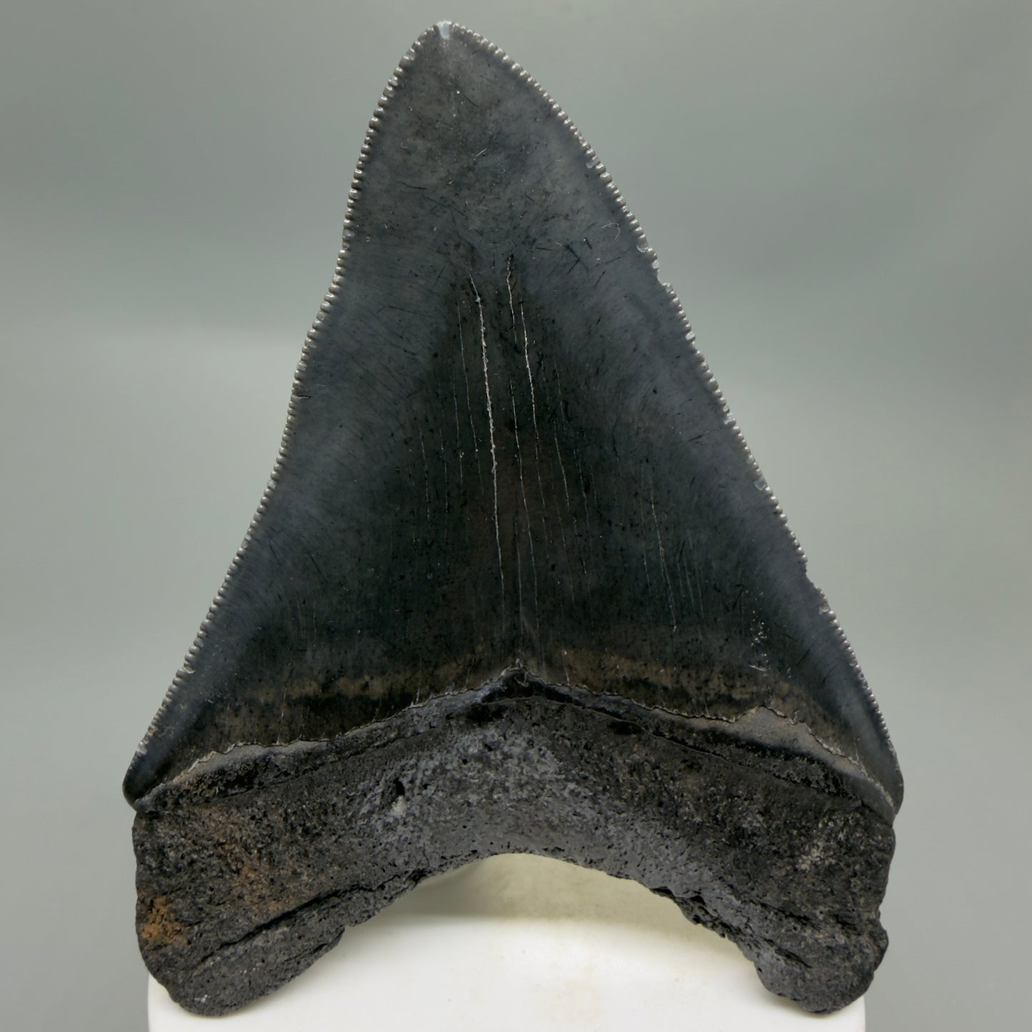 Back View Dark colors, sharply serrated 3.85" Fossil Megalodon Tooth from South Carolina CM6327