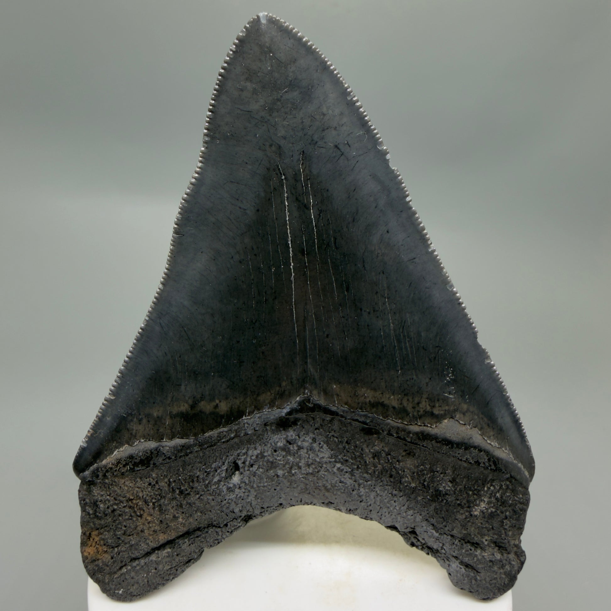 Back View Dark colors, sharply serrated 3.85" Fossil Megalodon Tooth from South Carolina CM6327