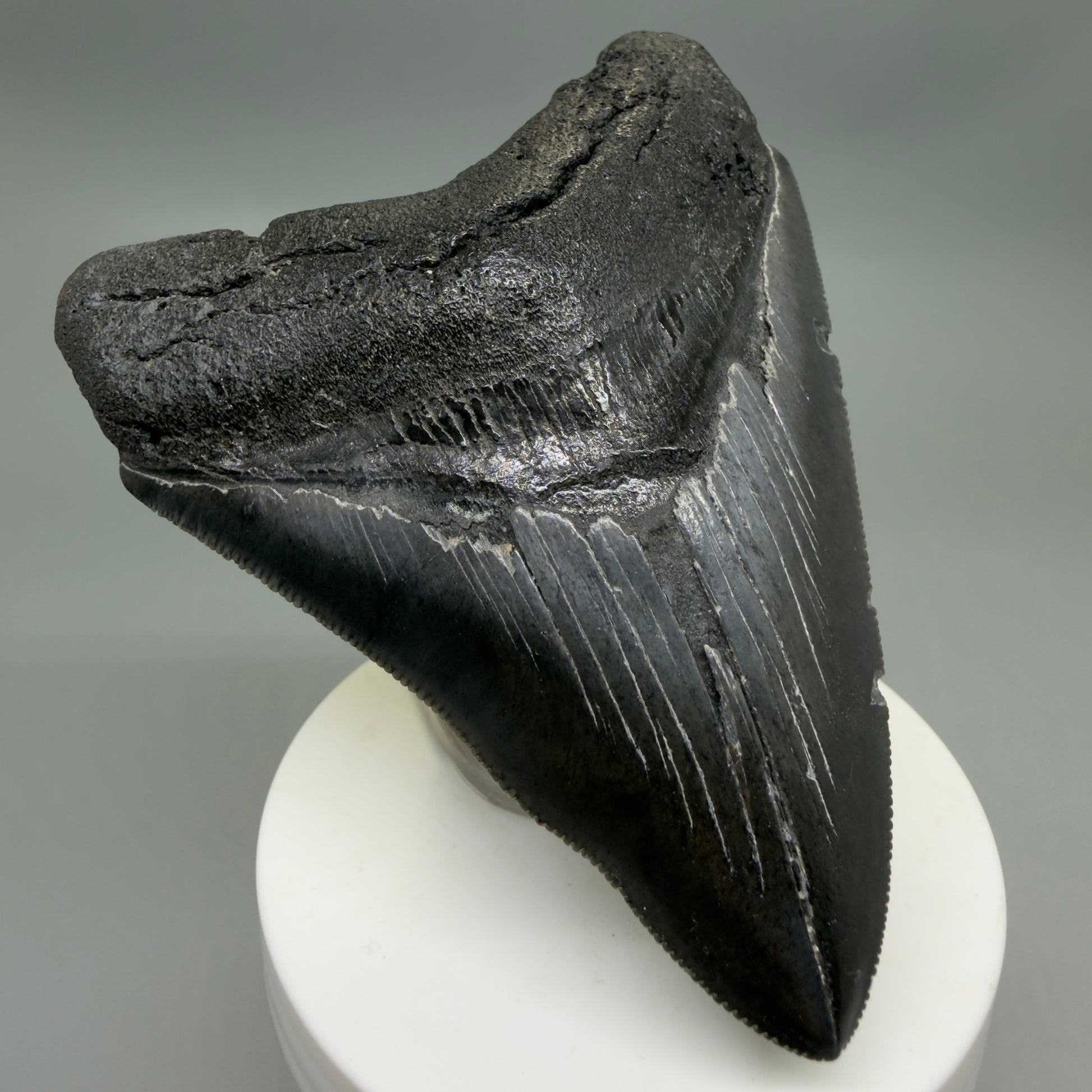 Front Left View Dark colors, sharply serrated 3.85" Fossil Megalodon Tooth from South Carolina CM6327
