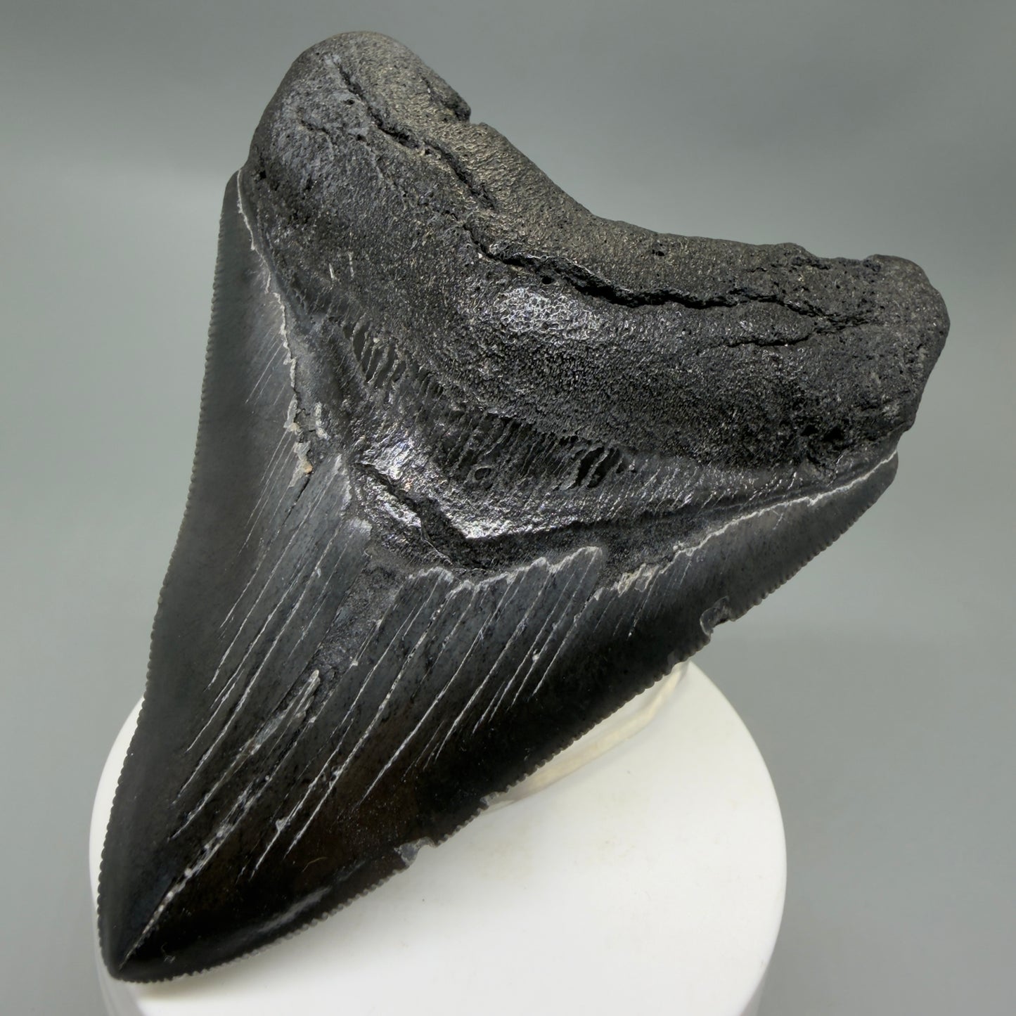 Front Right View Dark colors, sharply serrated 3.85" Fossil Megalodon Tooth from South Carolina CM6327