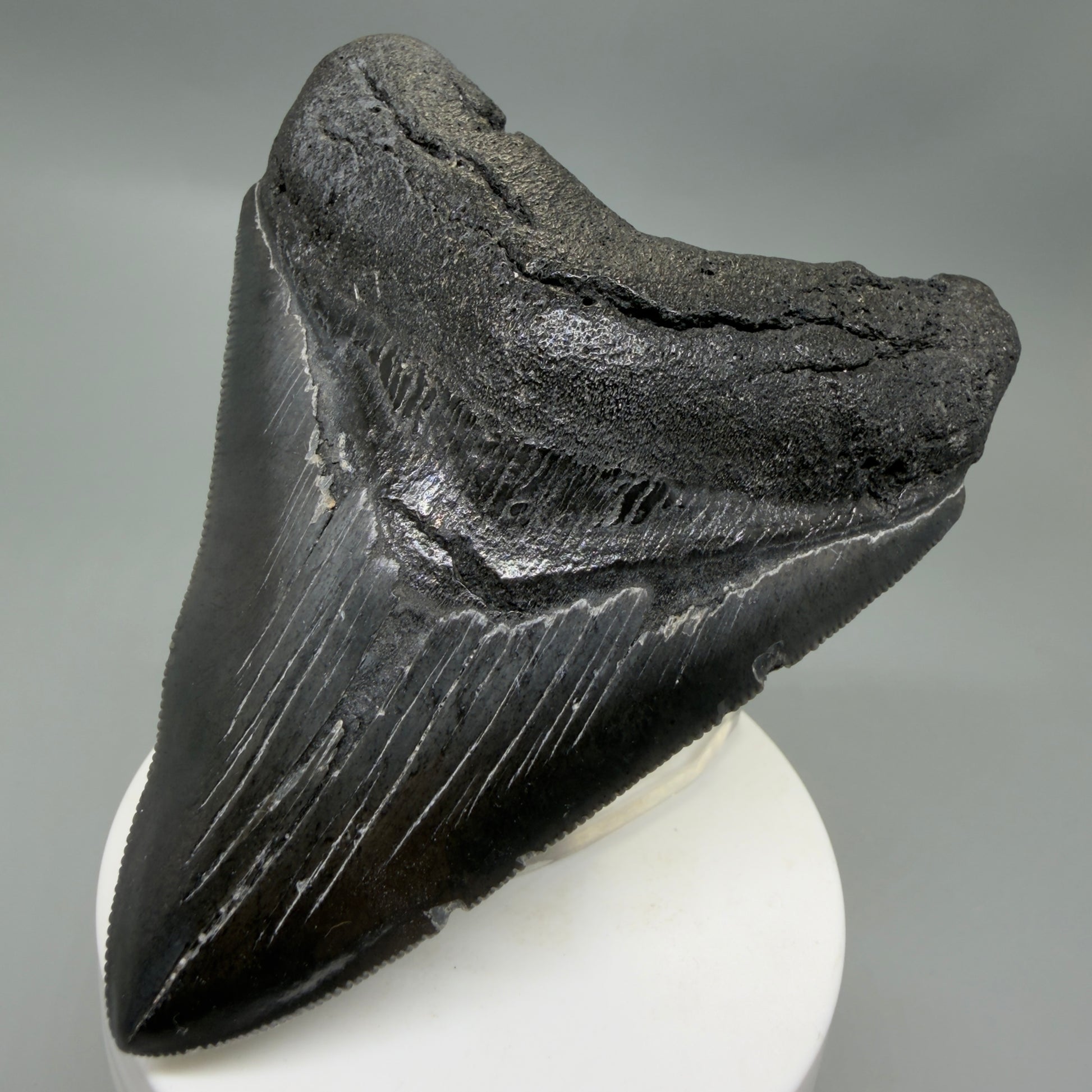 Front Right View Dark colors, sharply serrated 3.85" Fossil Megalodon Tooth from South Carolina CM6327