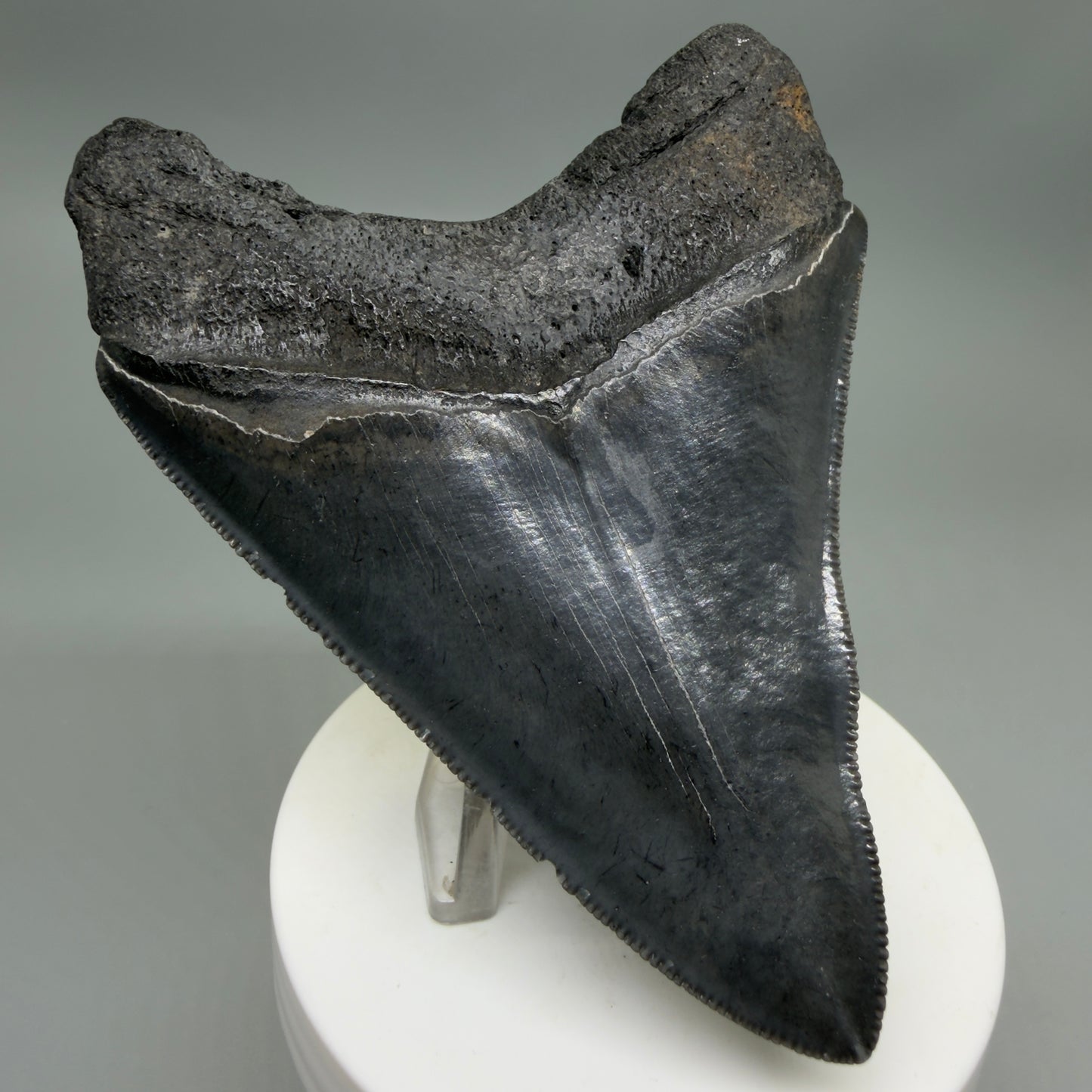 Back Left View Dark colors, sharply serrated 3.85" Fossil Megalodon Tooth from South Carolina CM6327