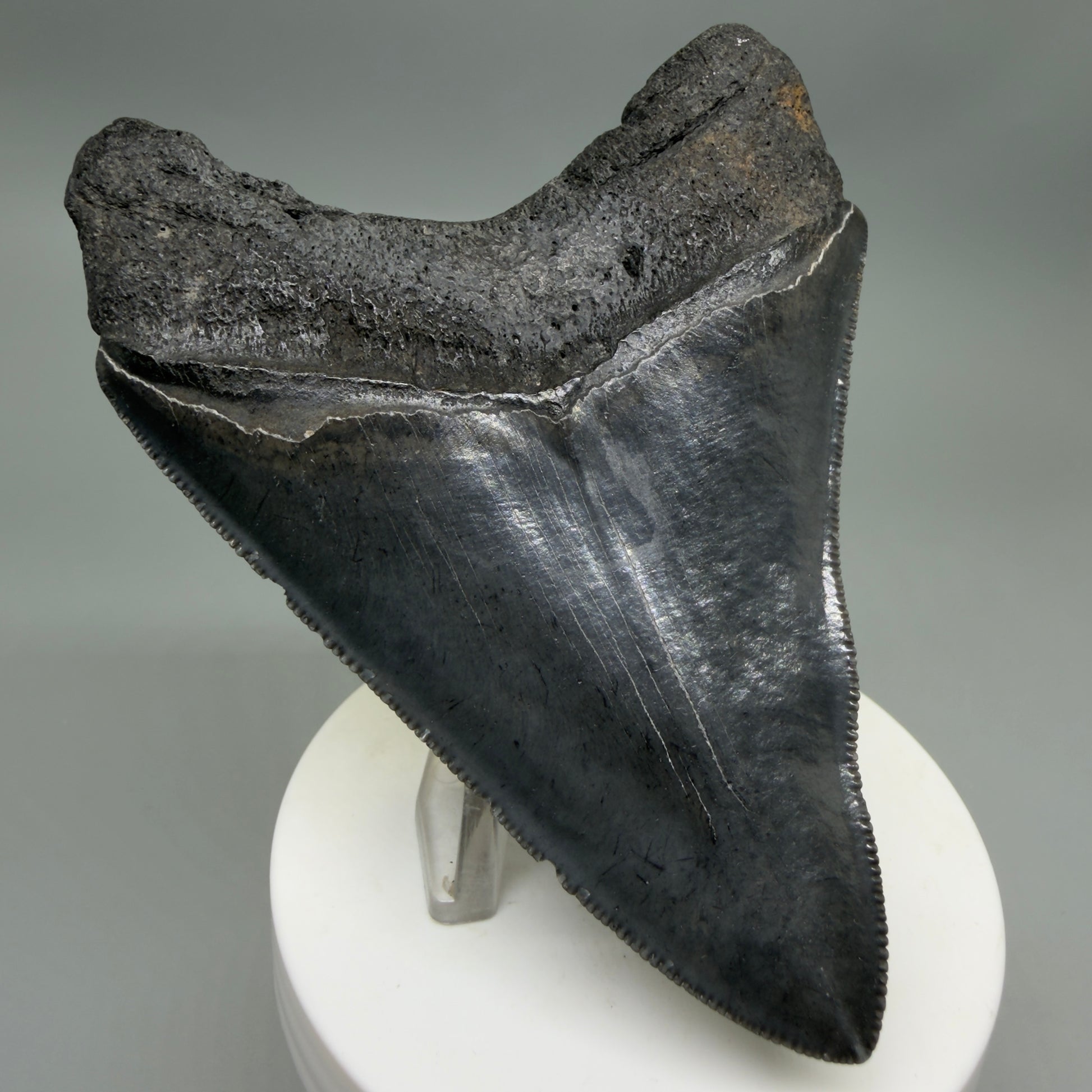 Back Left View Dark colors, sharply serrated 3.85" Fossil Megalodon Tooth from South Carolina CM6327