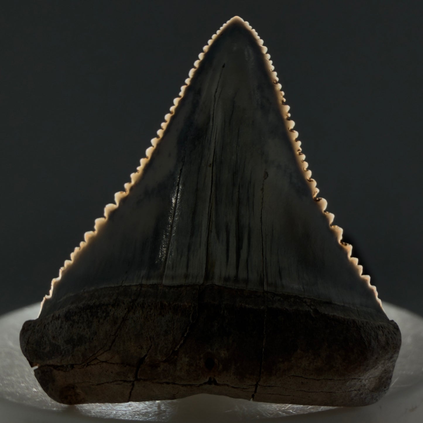 Front View Stunning, high quality 1.54" long Fossil Great White Tooth from the deserts of Peru GW1234 - 1