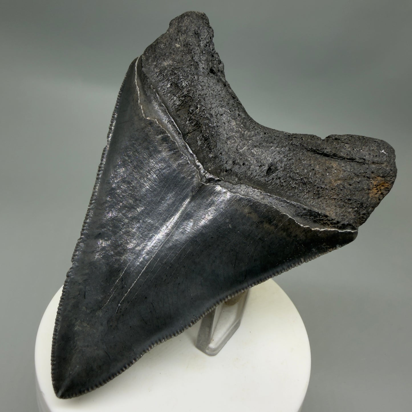 Back Right View Dark colors, sharply serrated 3.85" Fossil Megalodon Tooth from South Carolina CM6327