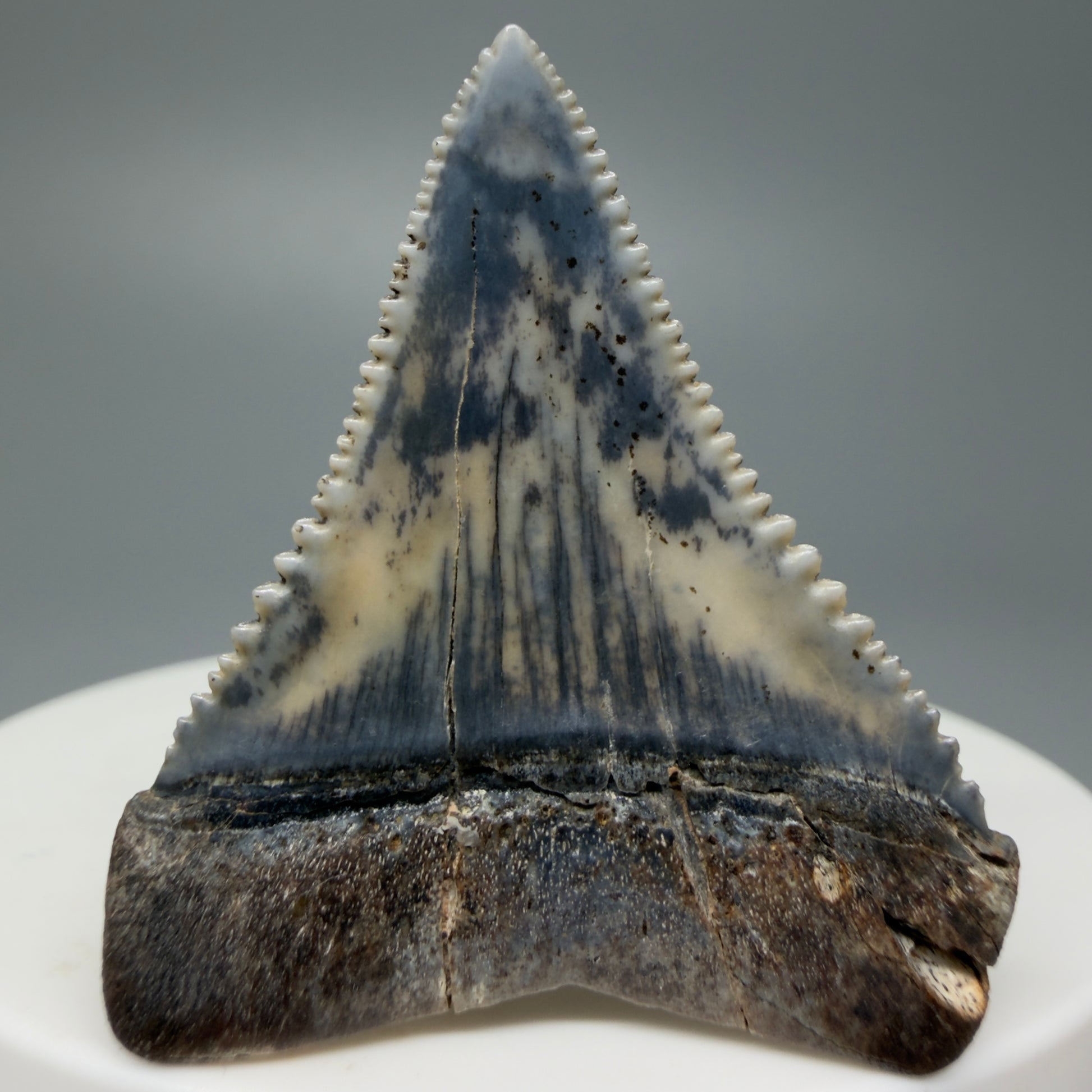 Back View Stunning, high quality 1.54" long Fossil Great White Tooth from the deserts of Peru GW1234