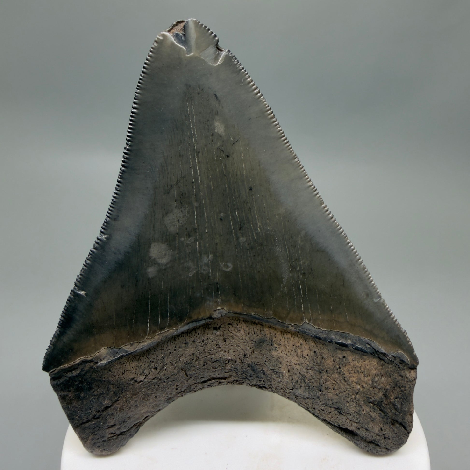Back View Colorful, sharply serrated 3.43" Fossil Megalodon Tooth from South Carolina CM6324