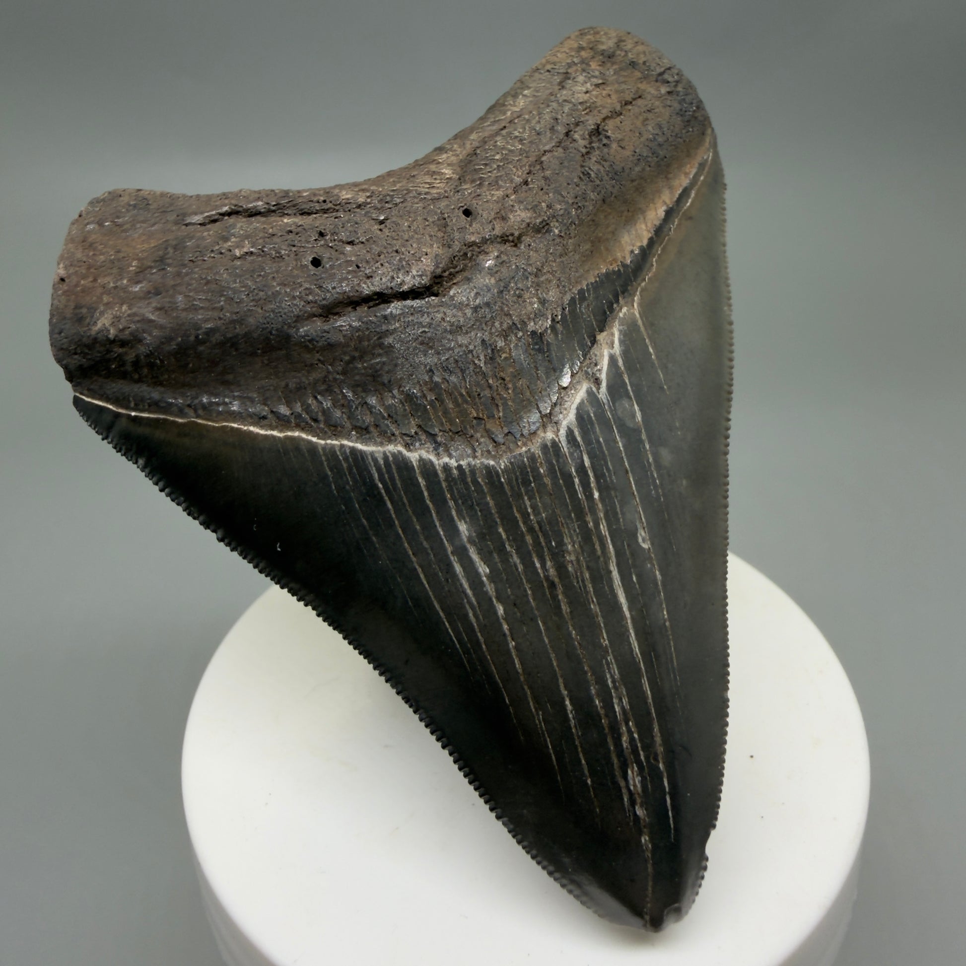 Front Left View Colorful, sharply serrated 3.43" Fossil Megalodon Tooth from South Carolina CM6324
