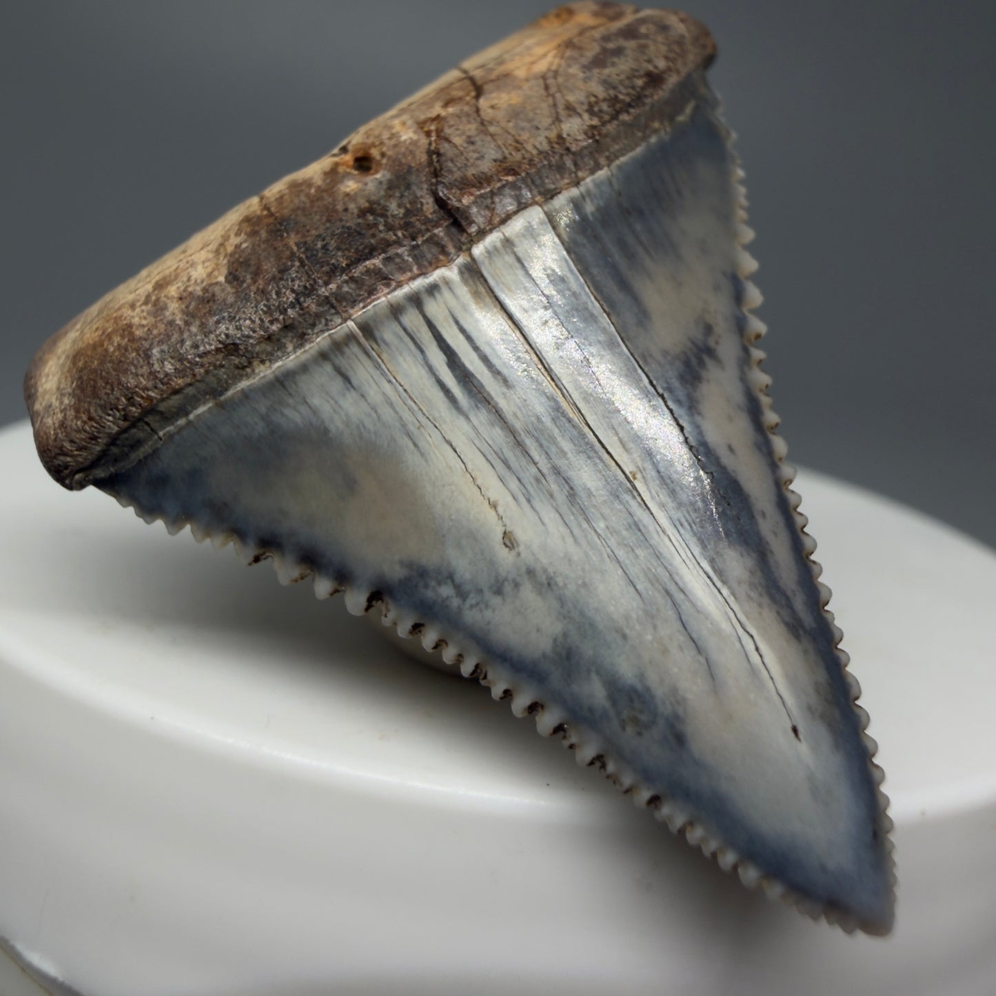 Front Left View Stunning, high quality 1.54" long Fossil Great White Tooth from the deserts of Peru GW1234 