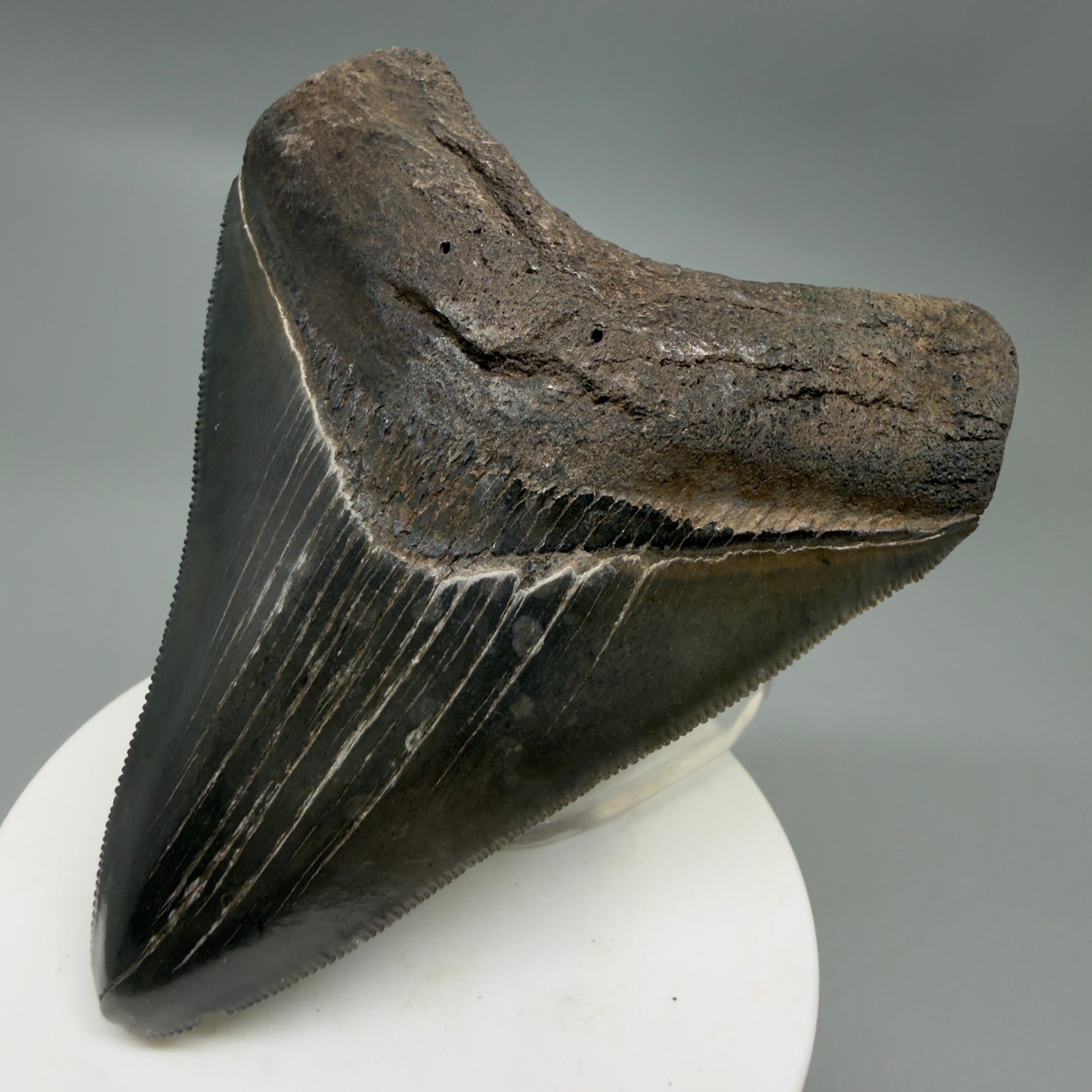 Front Right View Colorful, sharply serrated 3.43" Fossil Megalodon Tooth from South Carolina CM6324