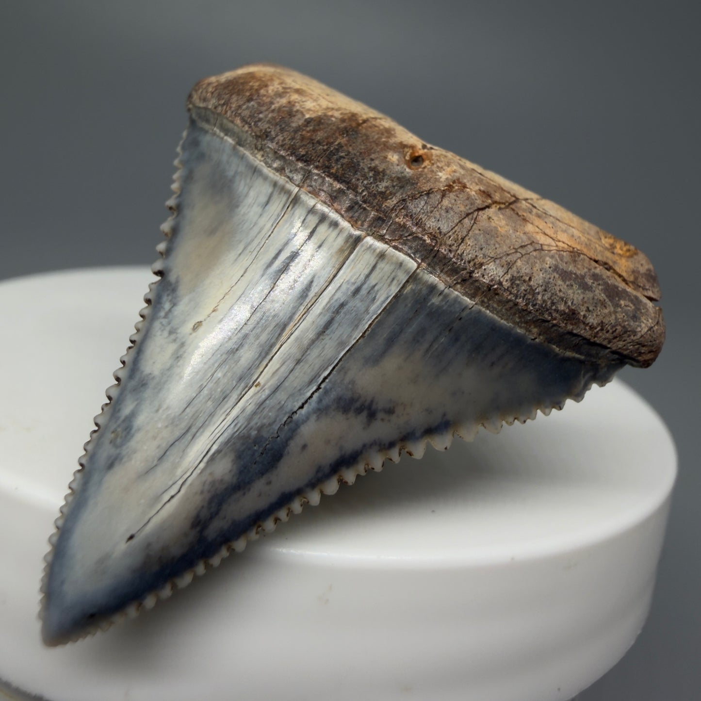 Front Right View Stunning, high quality 1.54" long Fossil Great White Tooth from the deserts of Peru GW1234 