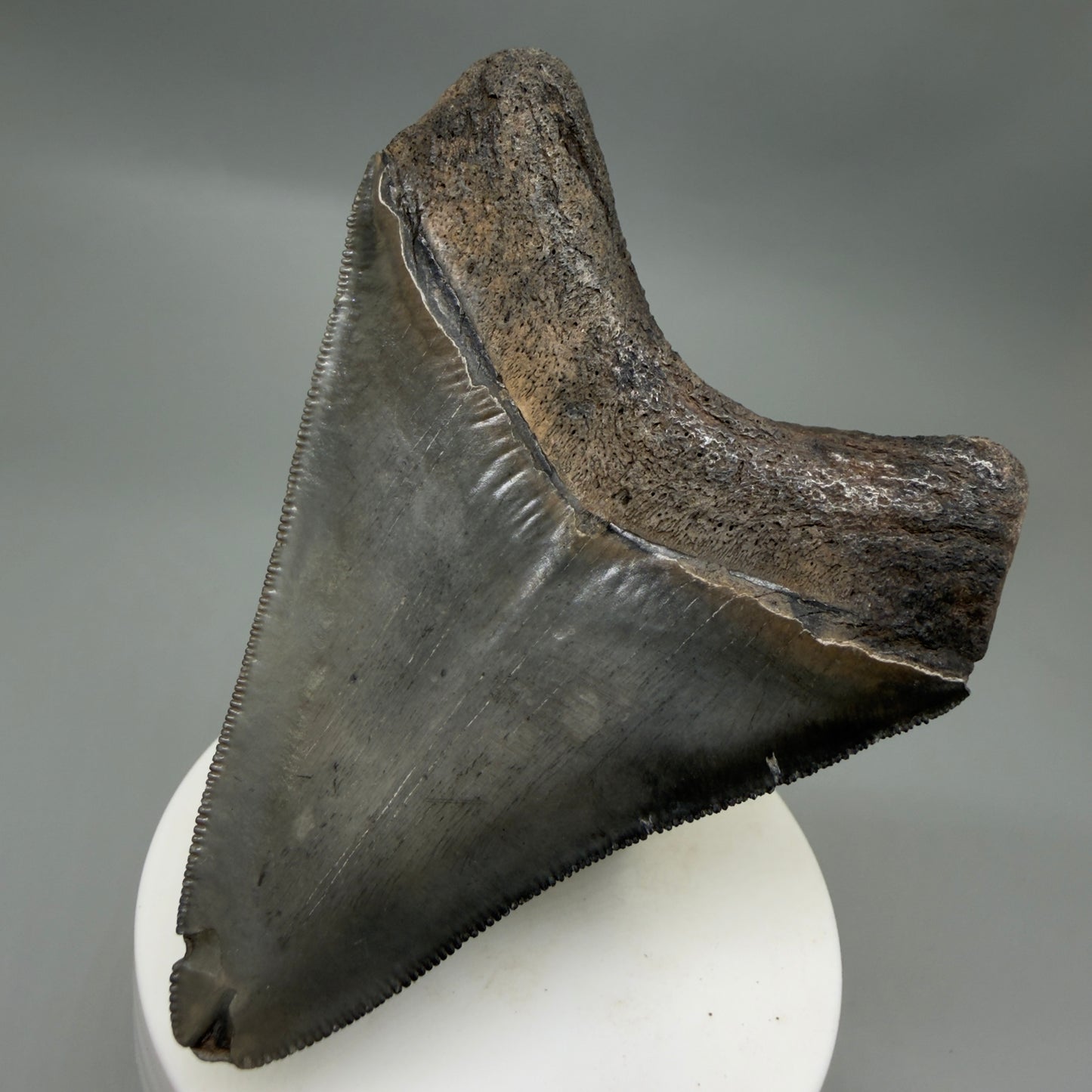 Back Right View Colorful, sharply serrated 3.43" Fossil Megalodon Tooth from South Carolina CM6324