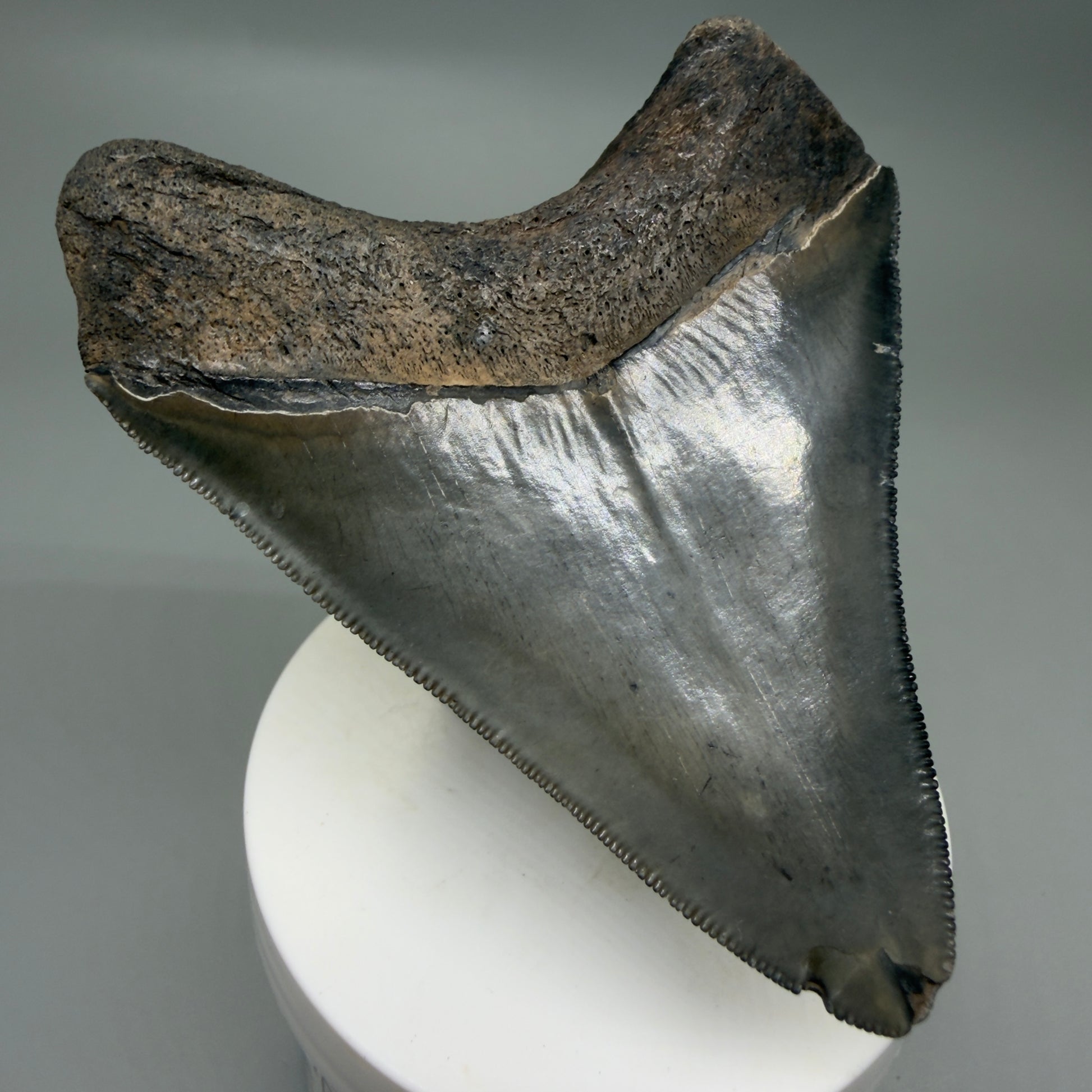 Back Left View Colorful, sharply serrated 3.43" Fossil Megalodon Tooth from South Carolina CM6324