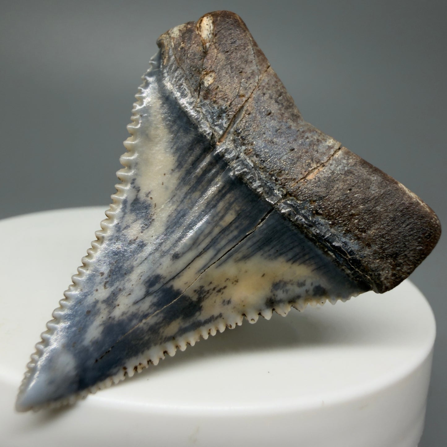 Back Right Left  View Stunning, high quality 1.54" long Fossil Great White Tooth from the deserts of Peru GW1234