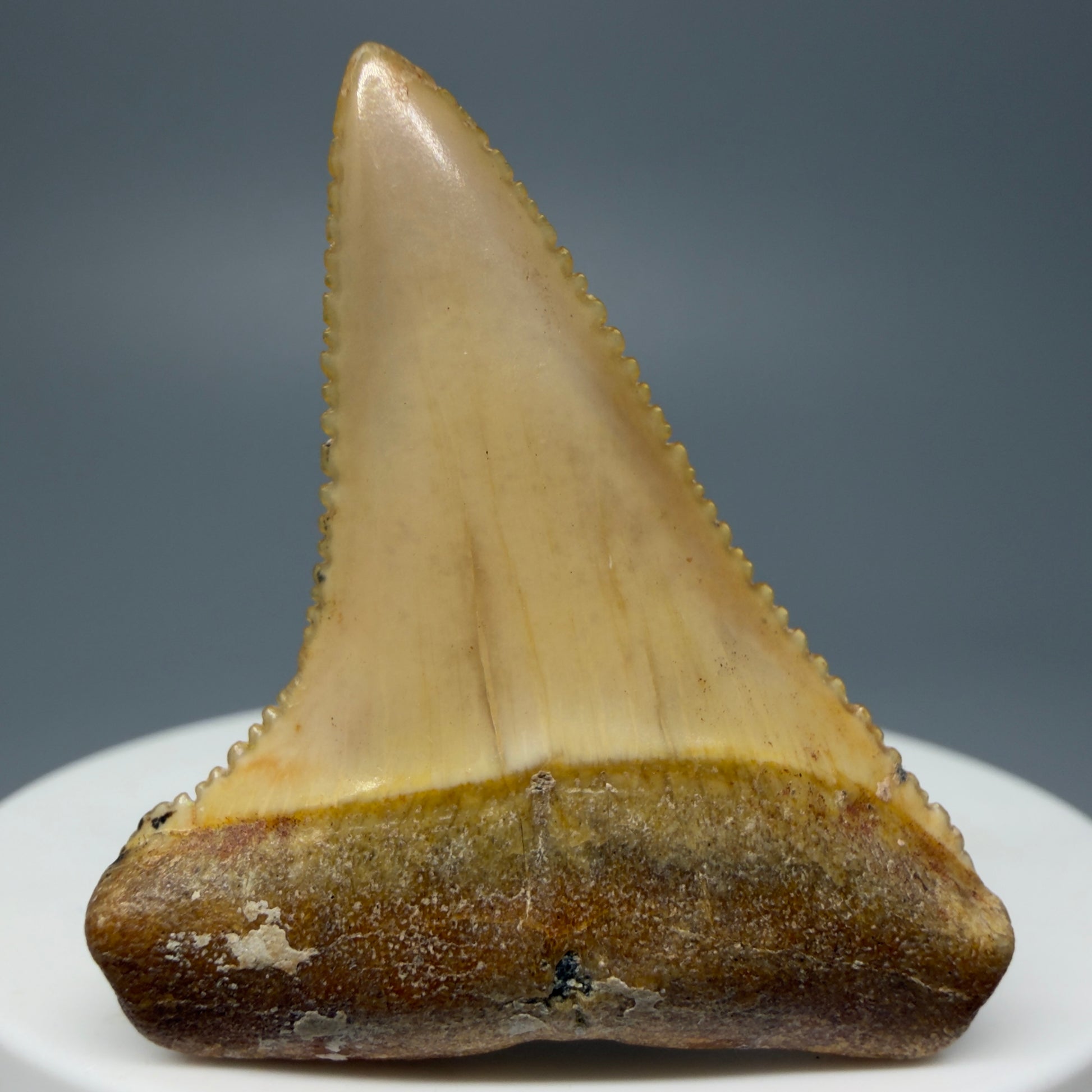 Front View Stunning, high quality 1.72" long Fossil Great White Tooth from the deserts of Peru GW1235 - 2