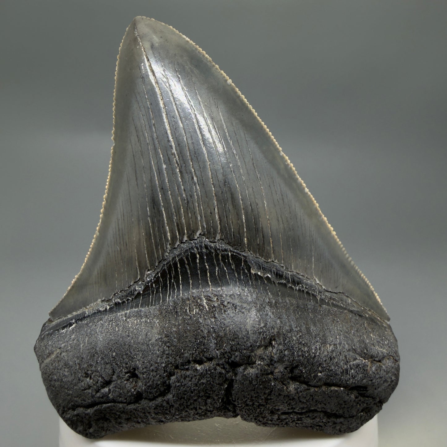 Front View Colorful, sharply serrated 3.25" Fossil Megalodon Tooth from South Carolina C6325 - 2
