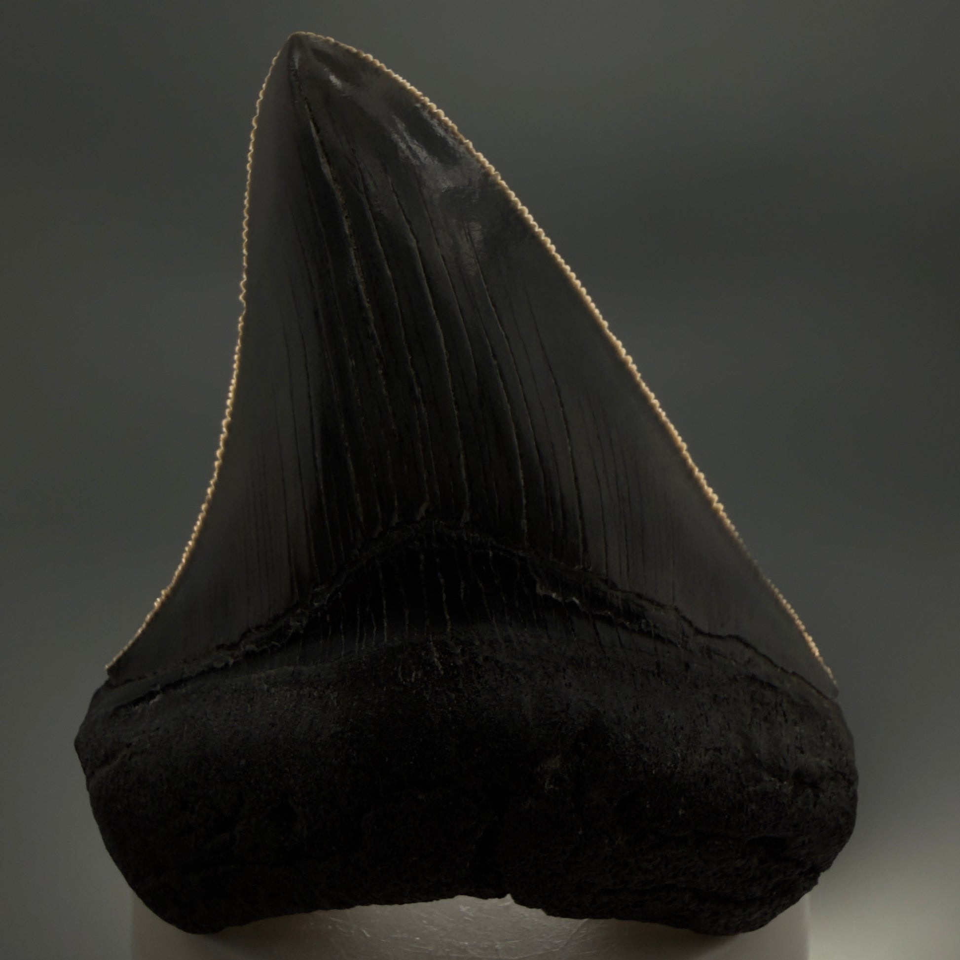 Front View Colorful, sharply serrated 3.25" Fossil Megalodon Tooth from South Carolina C6325 - 1