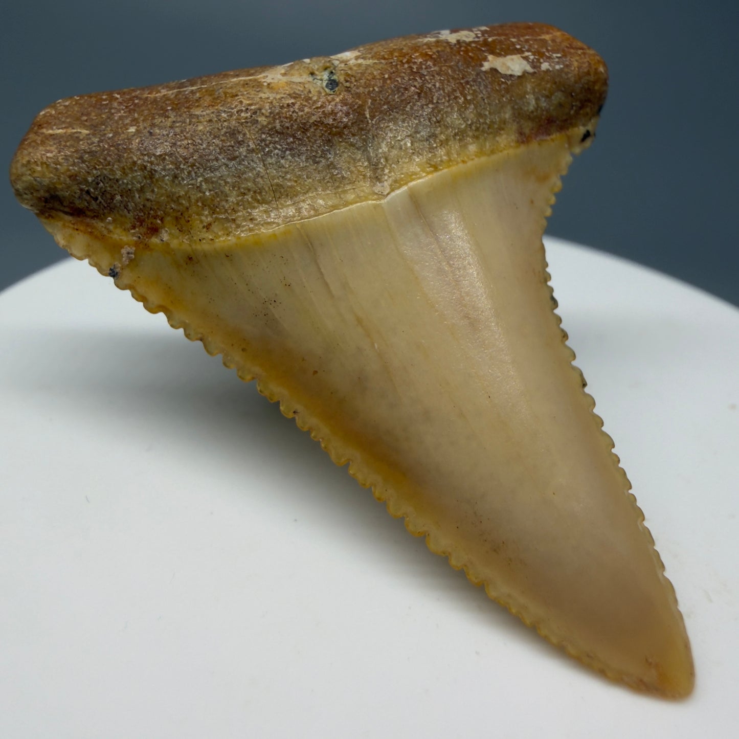 Front Left View Stunning, high quality 1.72" long Fossil Great White Tooth from the deserts of Peru GW1235