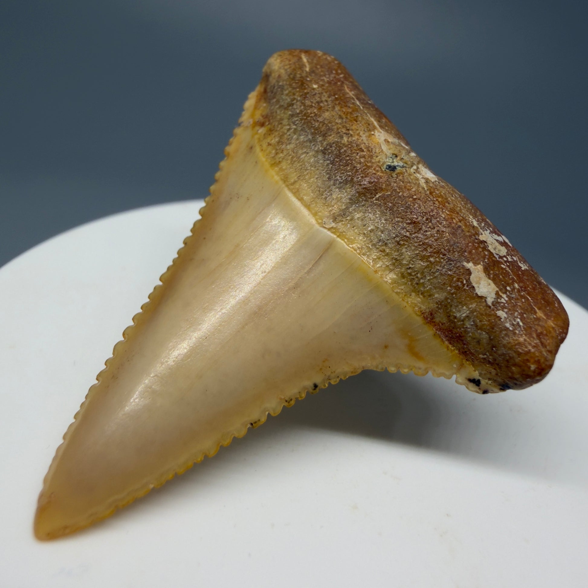 Front Right View Stunning, high quality 1.72" long Fossil Great White Tooth from the deserts of Peru GW1235 