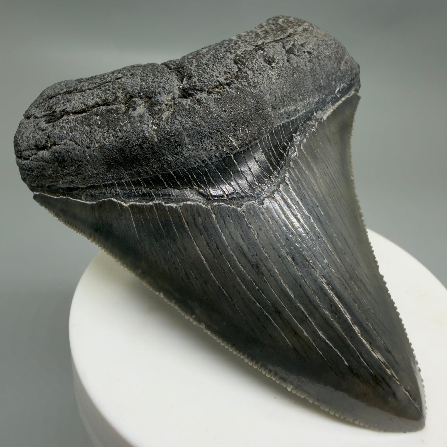 Front Left View Colorful, sharply serrated 3.25" Fossil Megalodon Tooth from South Carolina C6325