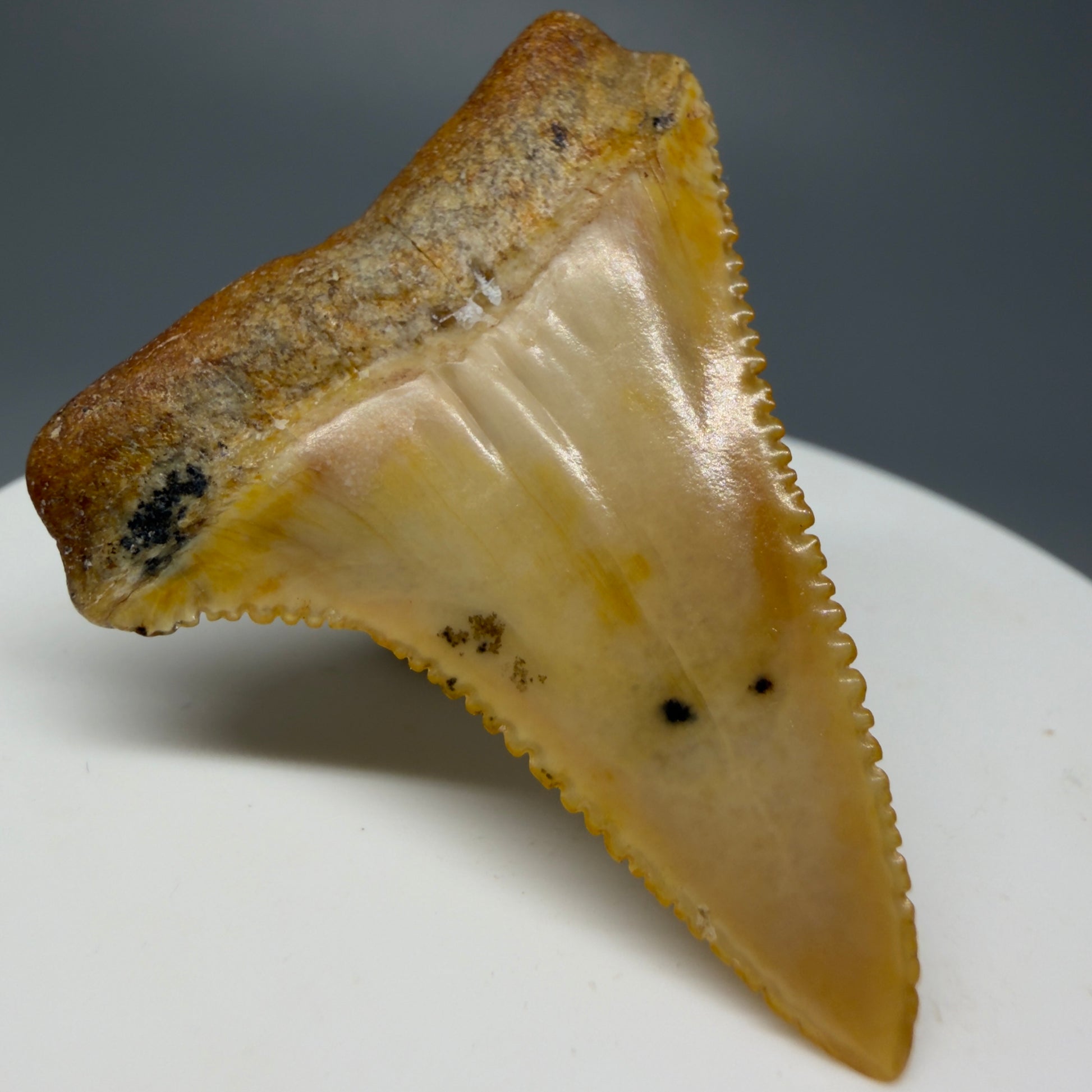 Back Left View Stunning, high quality 1.72" long Fossil Great White Tooth from the deserts of Peru GW1235