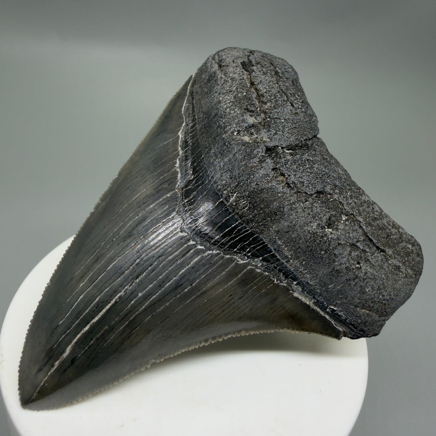 Front Right View Colorful, sharply serrated 3.25" Fossil Megalodon Tooth from South Carolina C6325