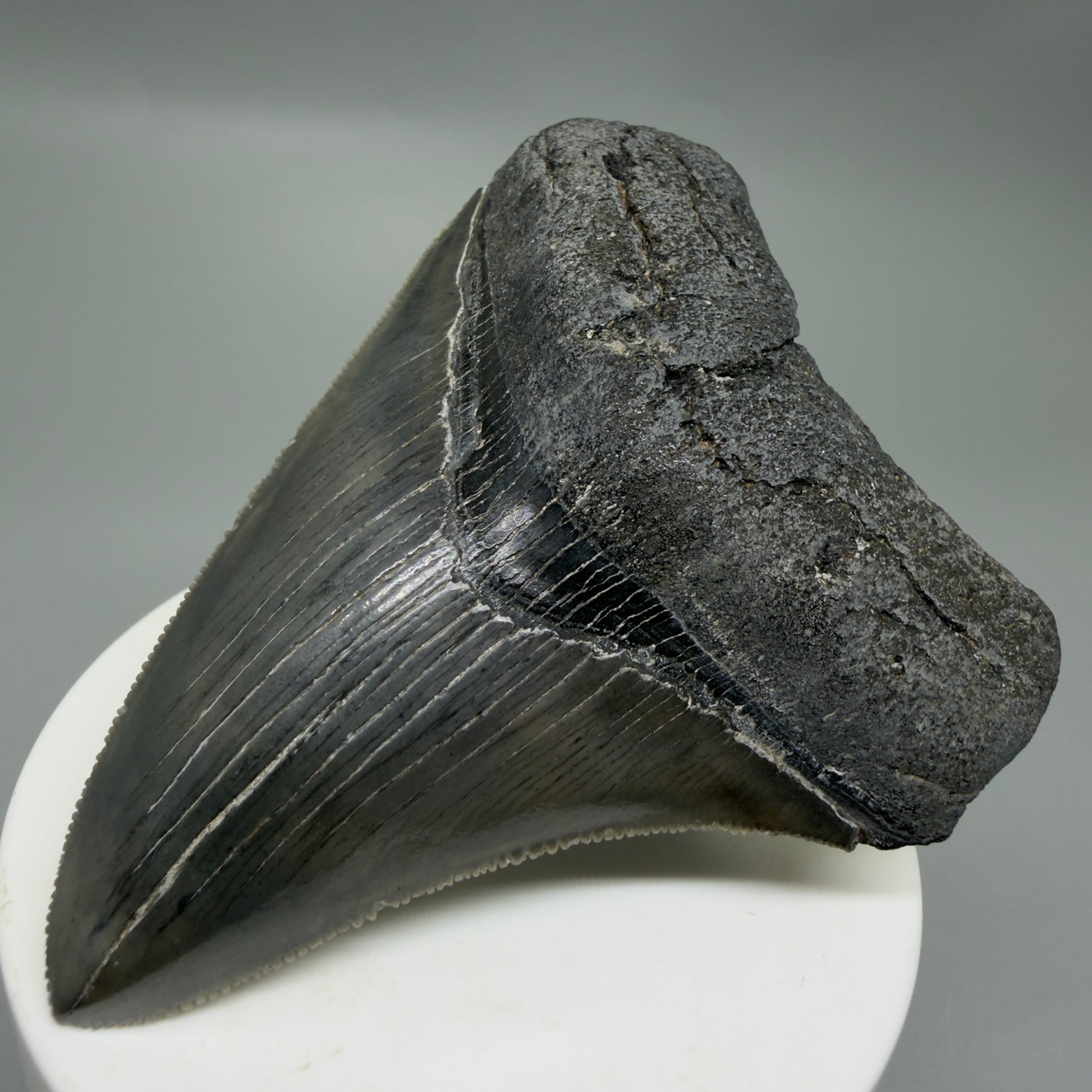 Front Right View Colorful, sharply serrated 3.25" Fossil Megalodon Tooth from South Carolina C6325