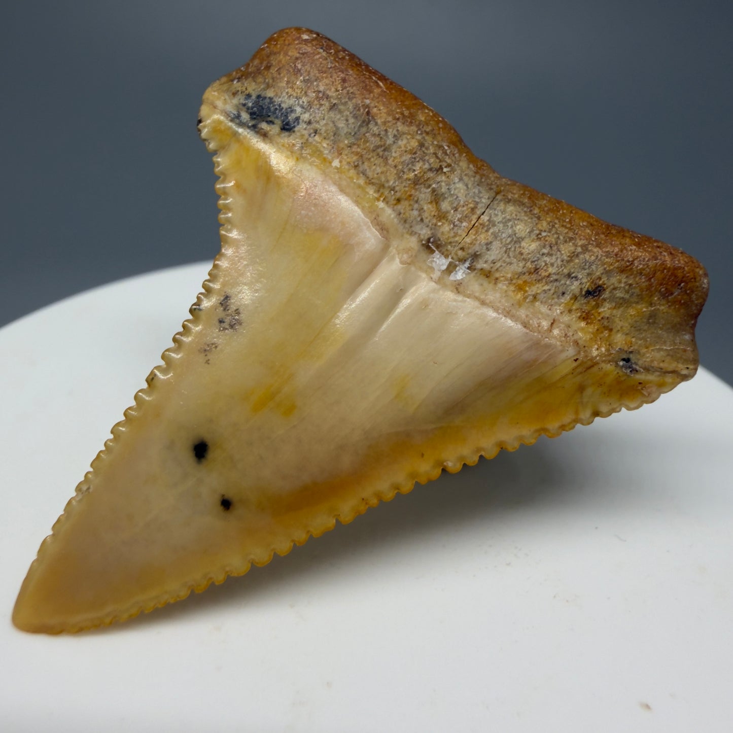 Back Right View Stunning, high quality 1.72" long Fossil Great White Tooth from the deserts of Peru GW1235