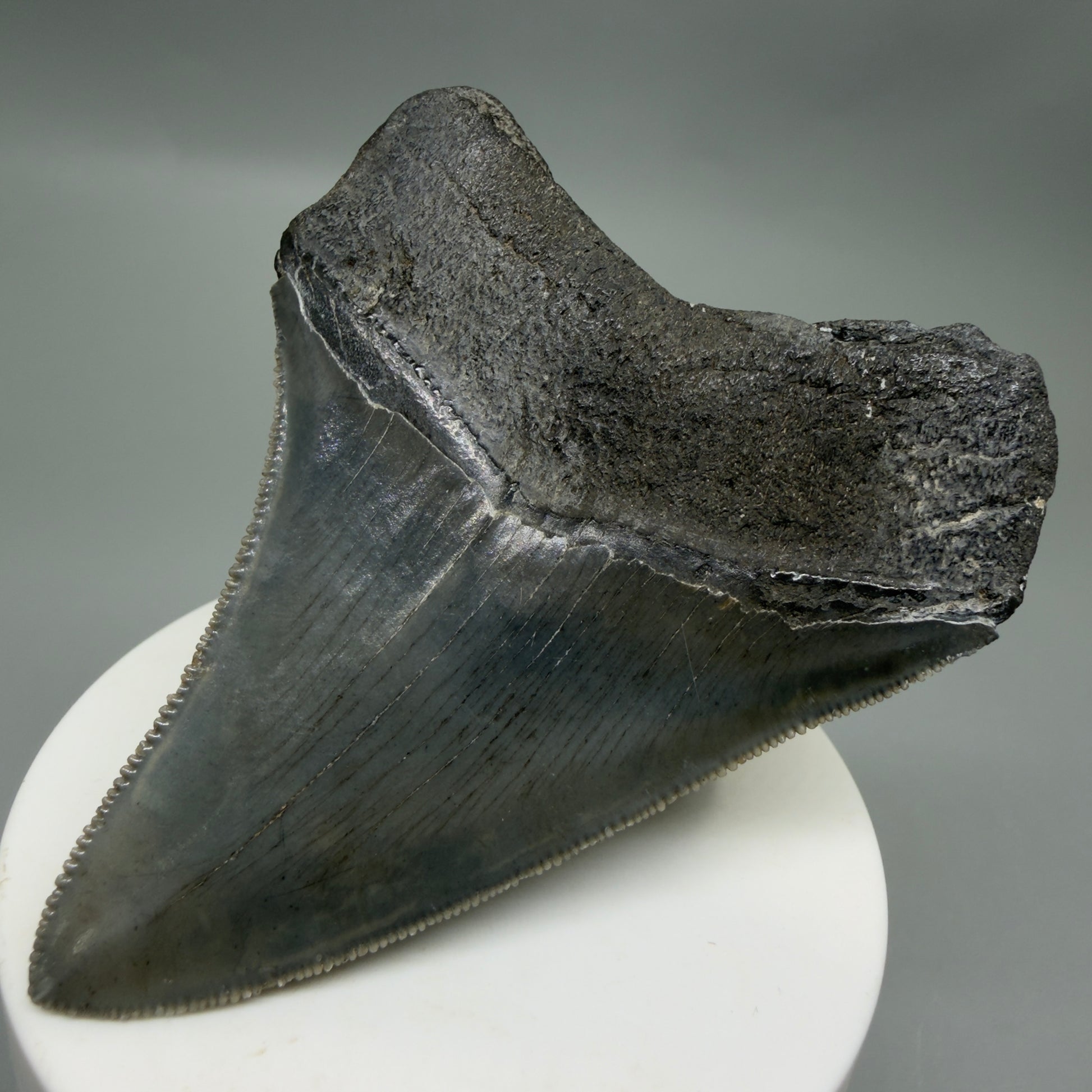 Back Right View Colorful, sharply serrated 3.25" Fossil Megalodon Tooth from South Carolina C6325