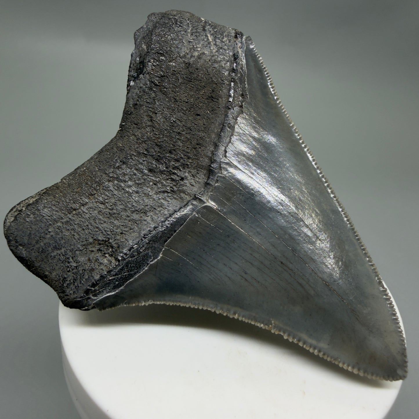 Back Left View Colorful, sharply serrated 3.25" Fossil Megalodon Tooth from South Carolina C6325