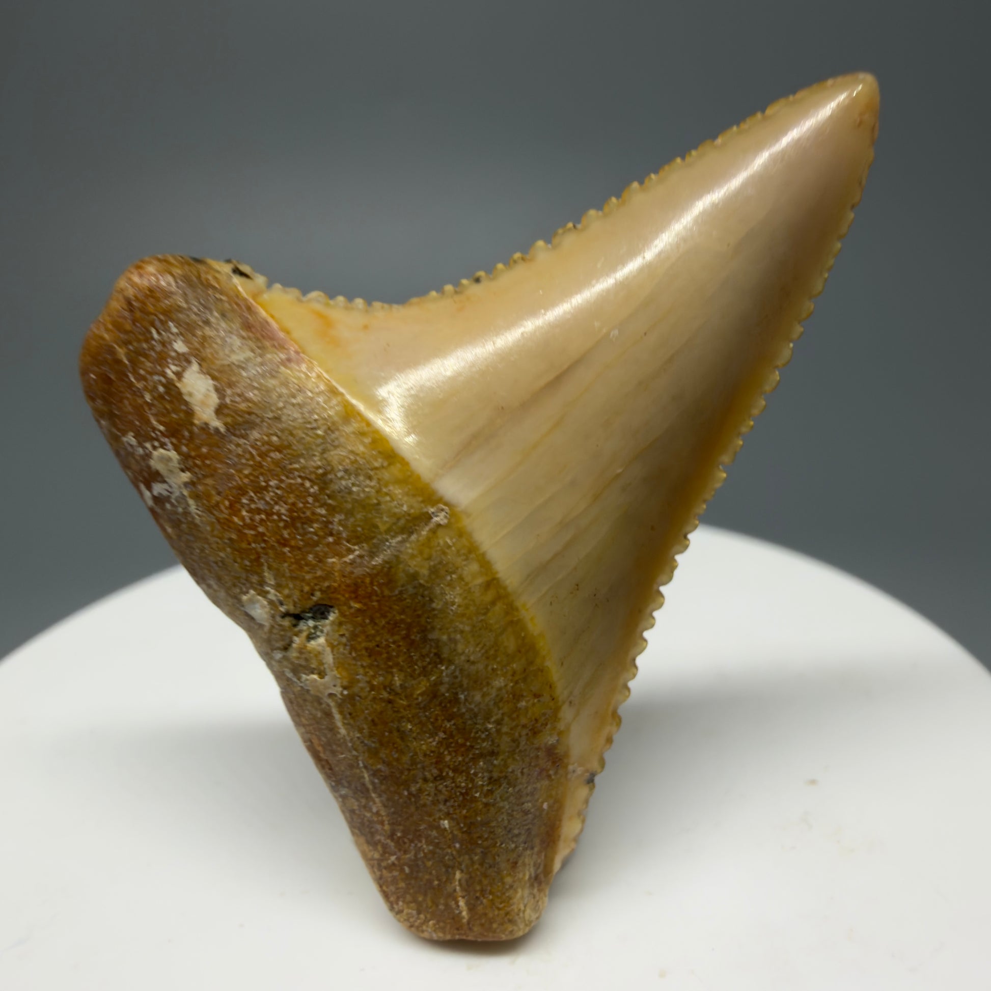 Front View Stunning, high quality 1.72" long Fossil Great White Tooth from the deserts of Peru GW1235 - 3