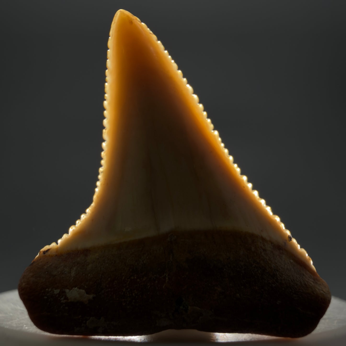 Front View Stunning, high quality 1.72" long Fossil Great White Tooth from the deserts of Peru GW1235 - 1