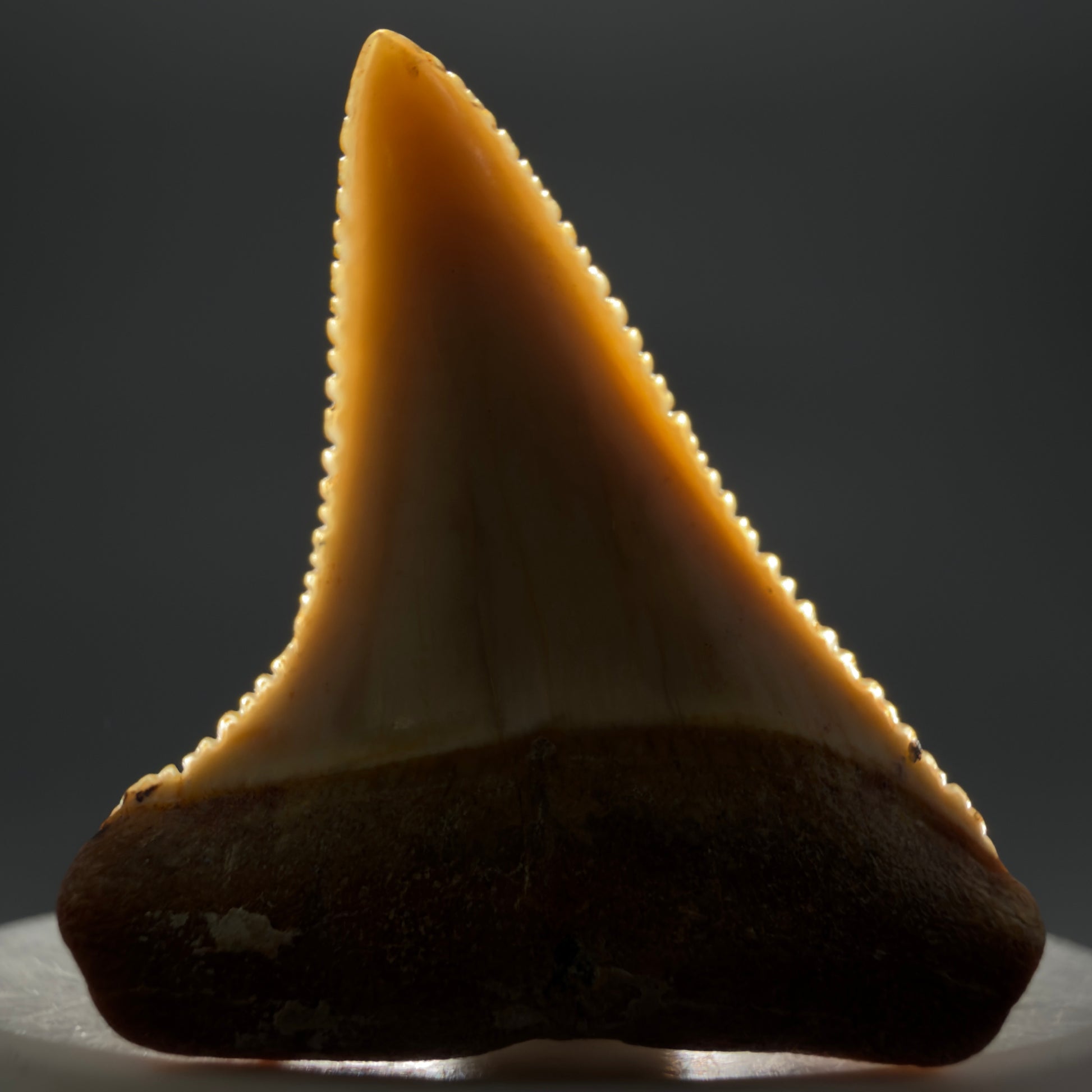 Front View Stunning, high quality 1.72" long Fossil Great White Tooth from the deserts of Peru GW1235 - 1