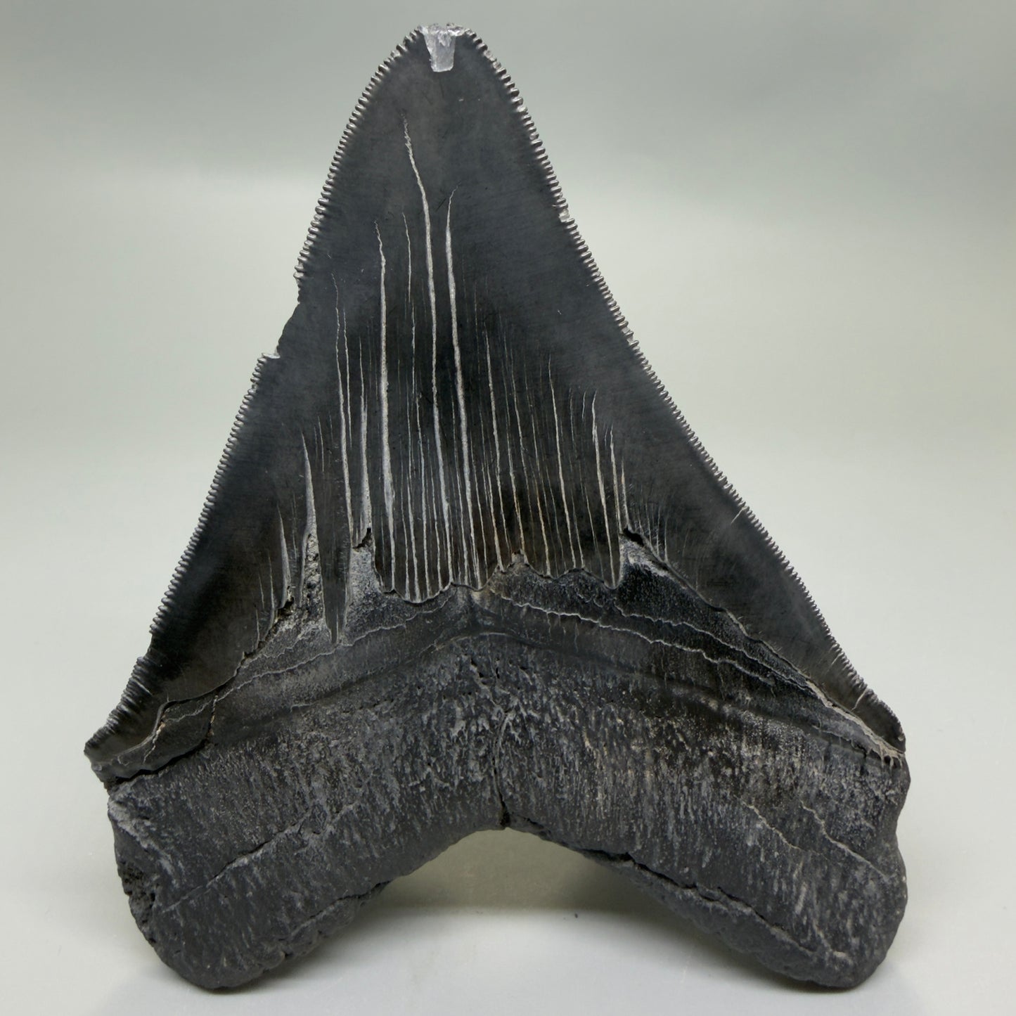 Back View Black, serrated 4.87" Megalodon Tooth from South Carolina CM6335