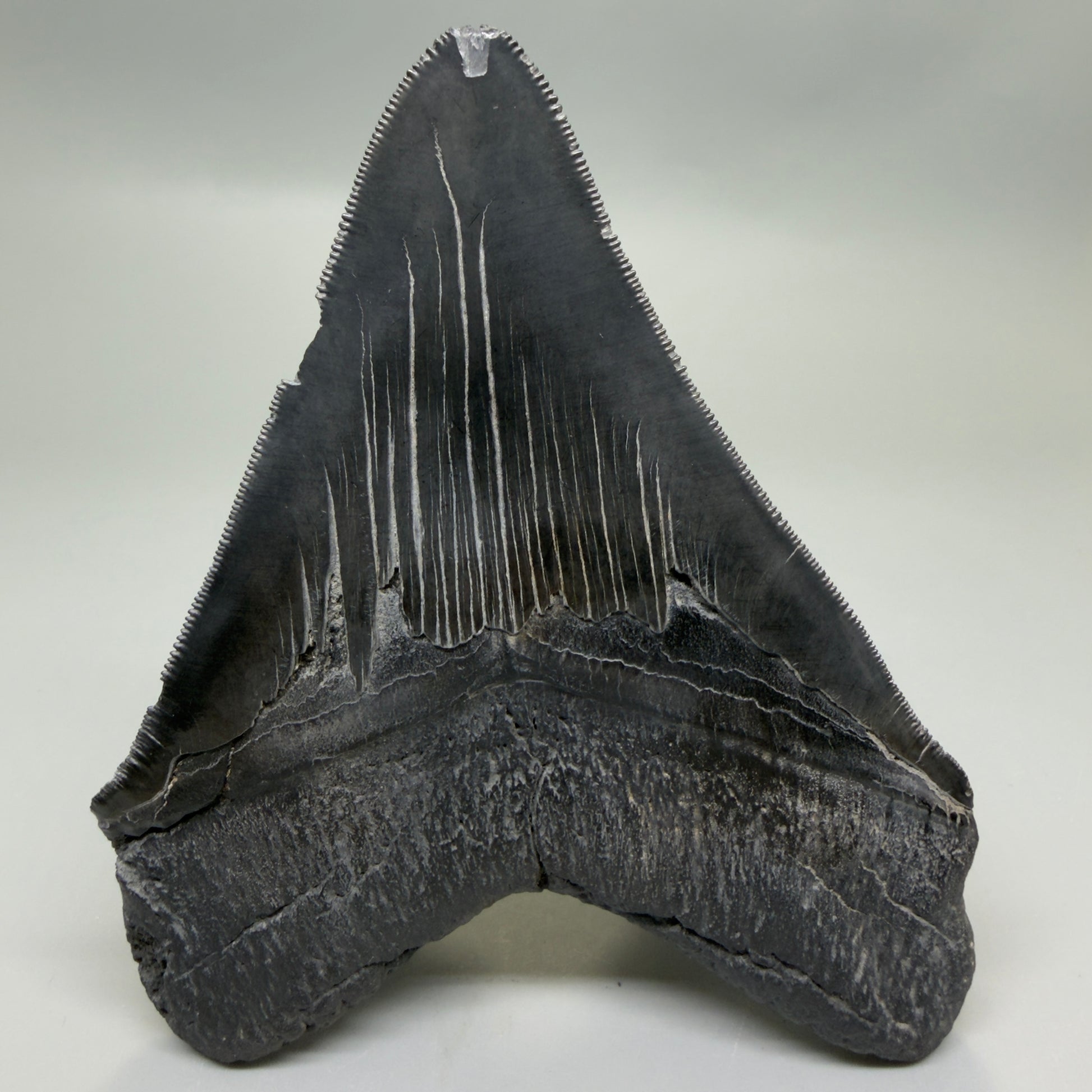 Back View Black, serrated 4.87" Megalodon Tooth from South Carolina CM6335