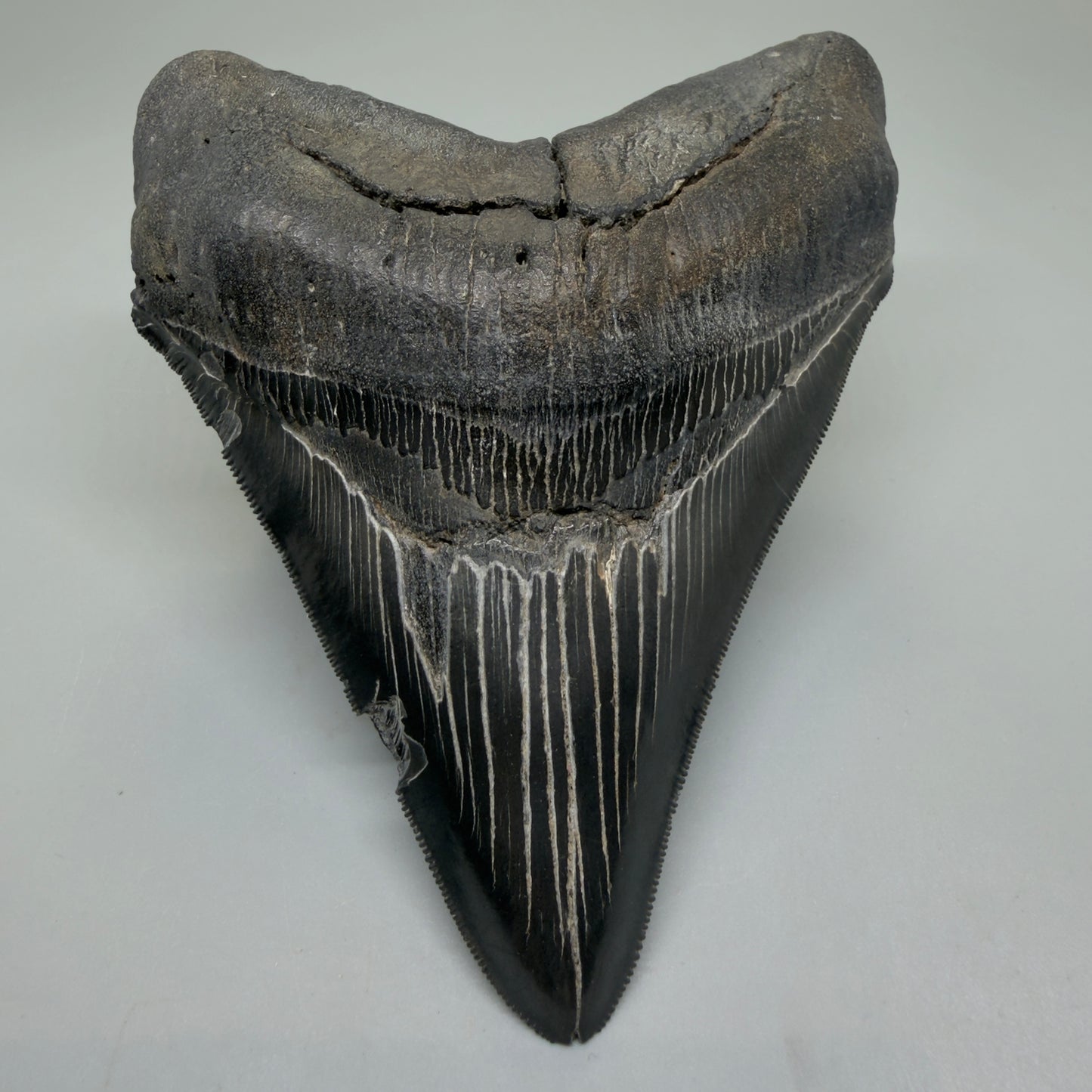 Front View Black, serrated 4.87" Megalodon Tooth from South Carolina CM6335 - 1