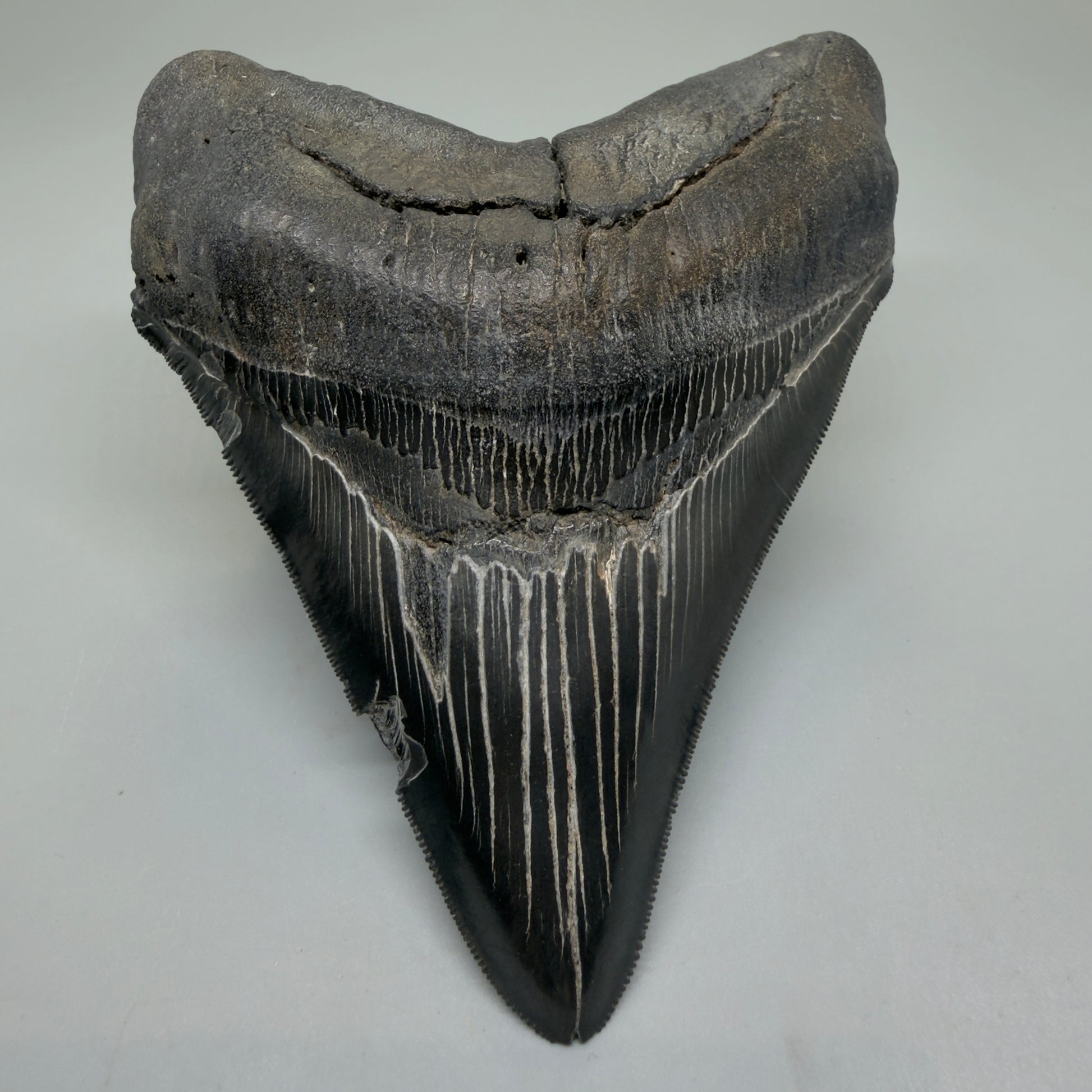 Front View Black, serrated 4.87" Megalodon Tooth from South Carolina CM6335 - 1
