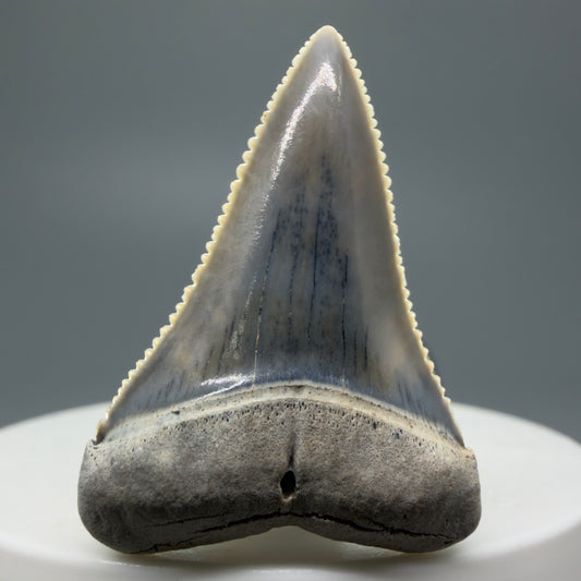 Front View Stunning, high quality 1.45" long Fossil Great White Tooth from the deserts of Peru GW1233