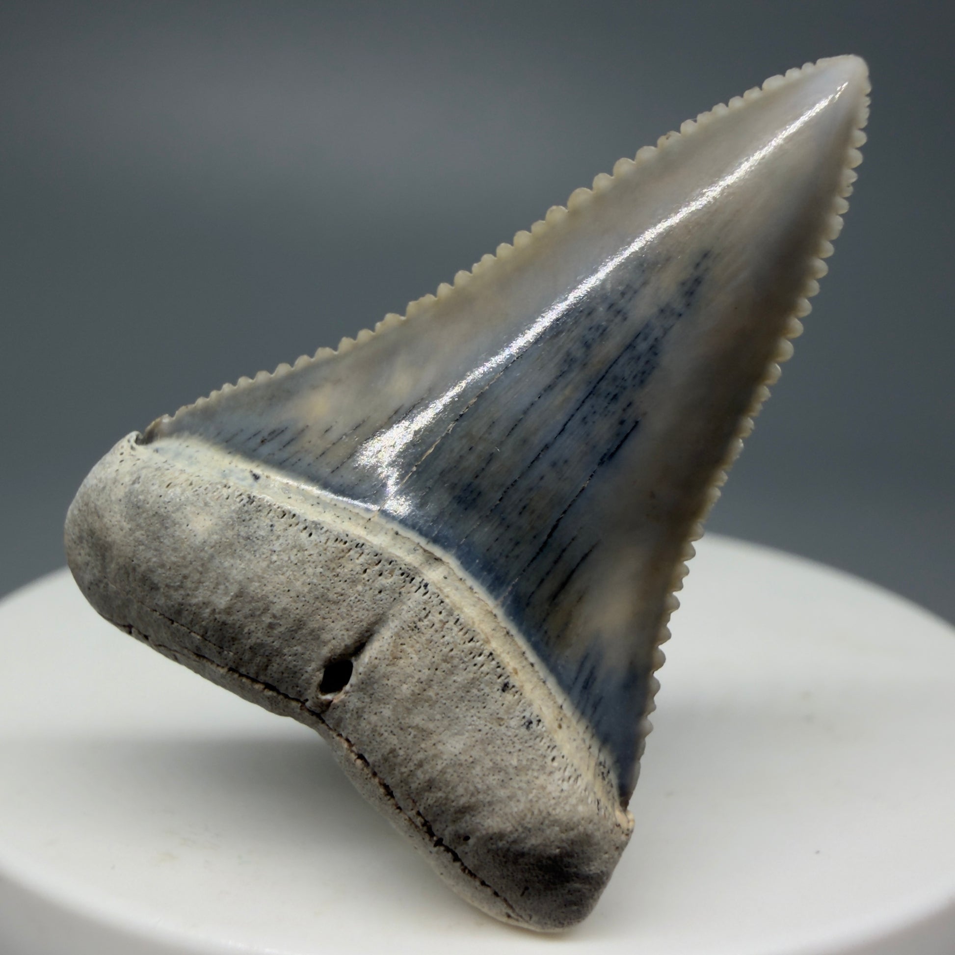 Front View Stunning, high quality 1.45" long Fossil Great White Tooth from the deserts of Peru GW1233 - 2