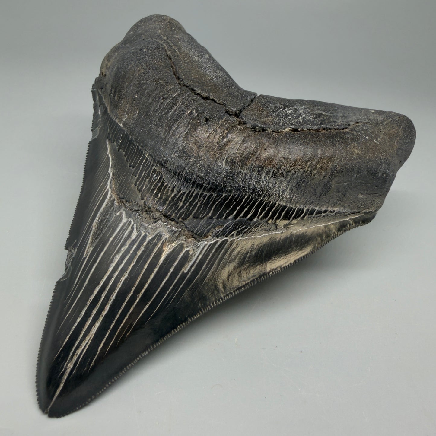 Front Right View Black, serrated 4.87" Megalodon Tooth from South Carolina CM6335
