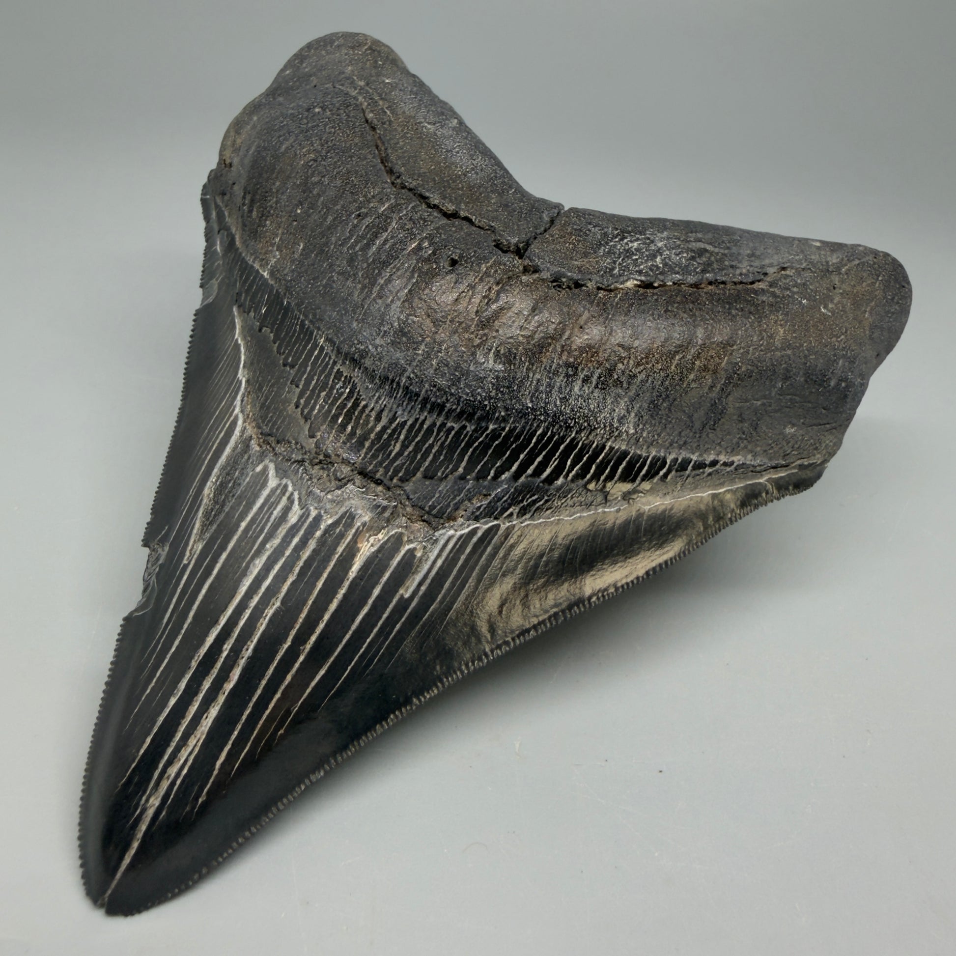 Front Right View Black, serrated 4.87" Megalodon Tooth from South Carolina CM6335