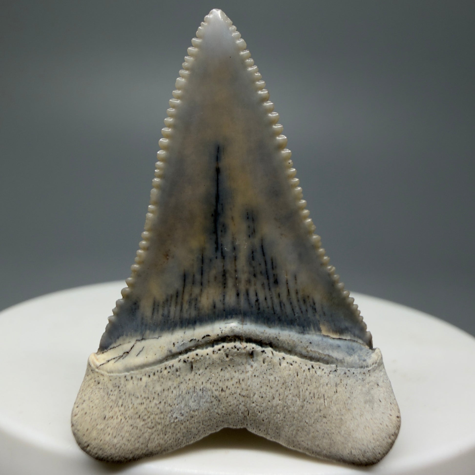 Back View Stunning, high quality 1.45" long Fossil Great White Tooth from the deserts of Peru GW1233
