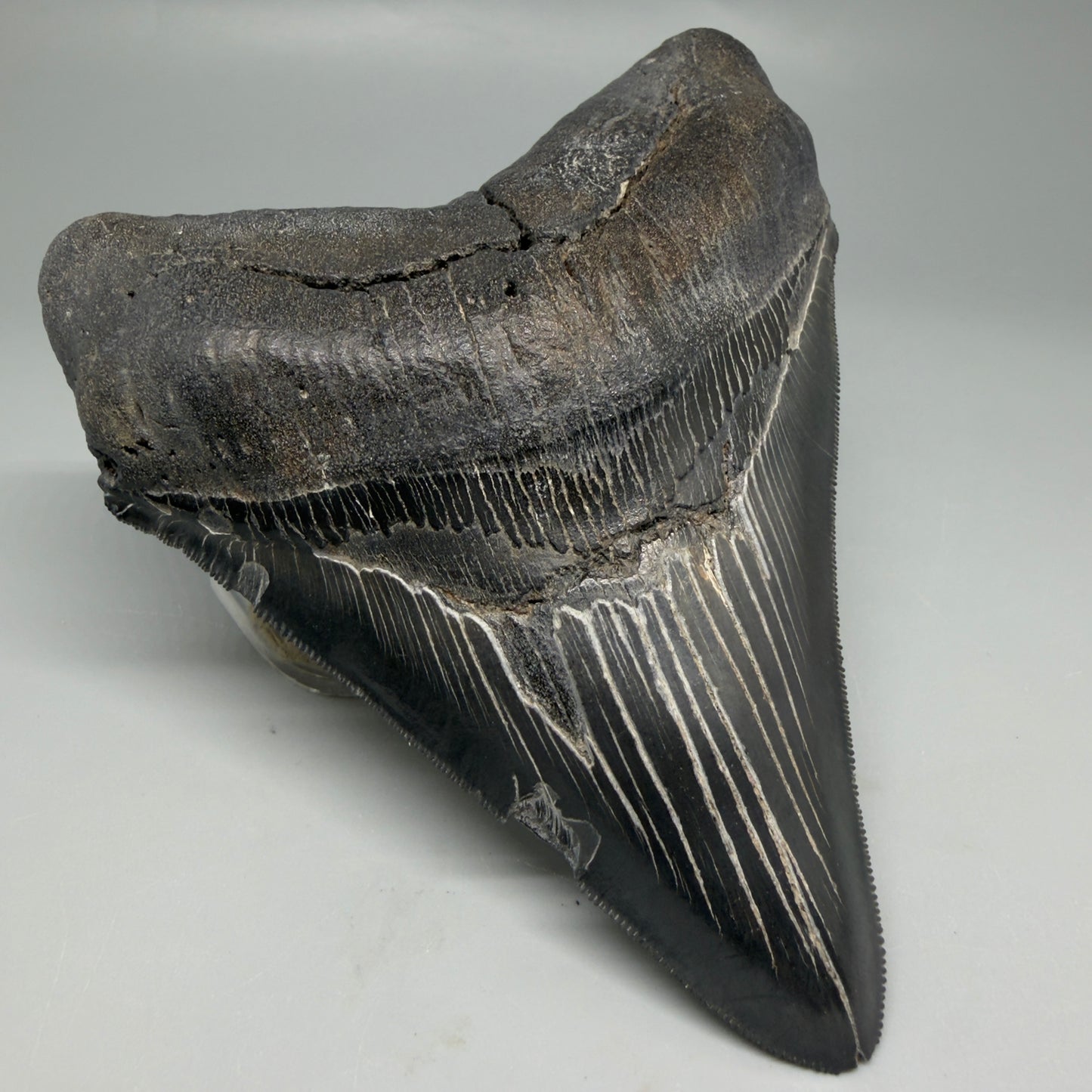 Front Left View Black, serrated 4.87" Megalodon Tooth from South Carolina CM6335