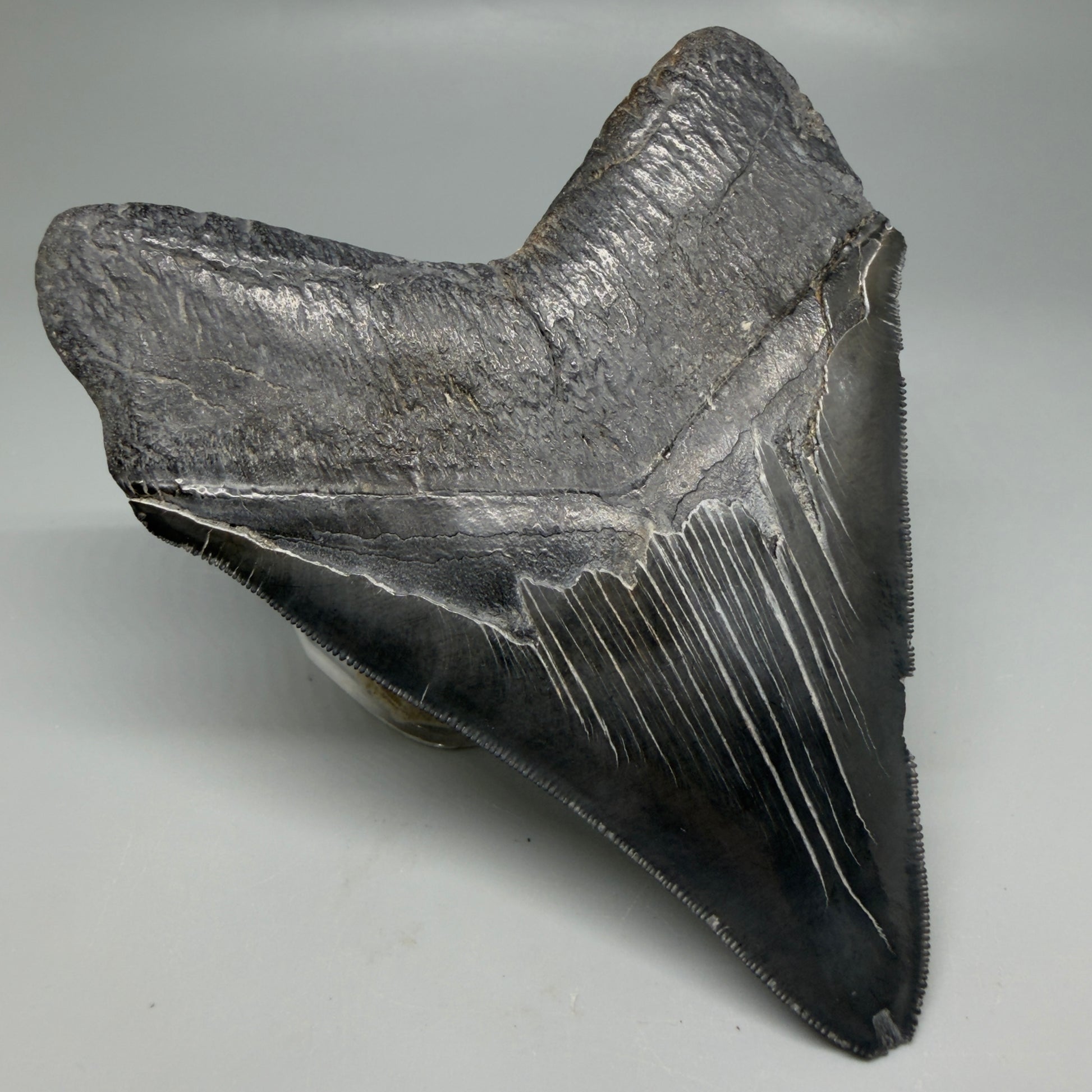 Back Left View Black, serrated 4.87" Megalodon Tooth from South Carolina CM6335