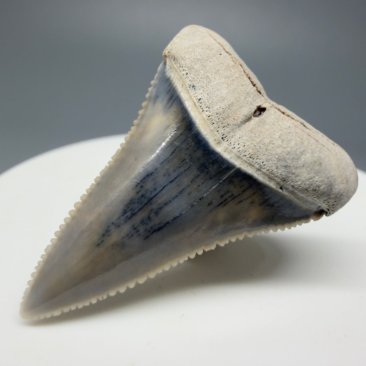 Front Right View Stunning, high quality 1.45" long Fossil Great White Tooth from the deserts of Peru GW1233
