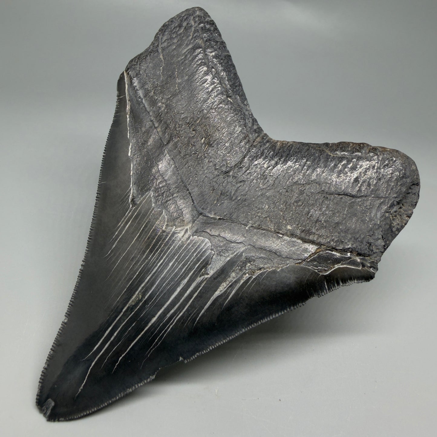 Back Right View Black, serrated 4.87" Megalodon Tooth from South Carolina CM6335