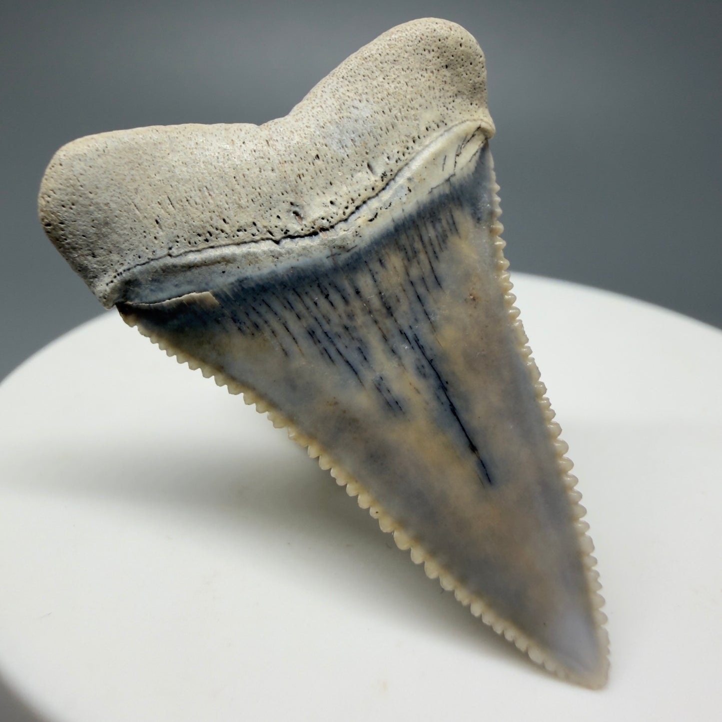 Back Left View Stunning, high quality 1.45" long Fossil Great White Tooth from the deserts of Peru GW1233
